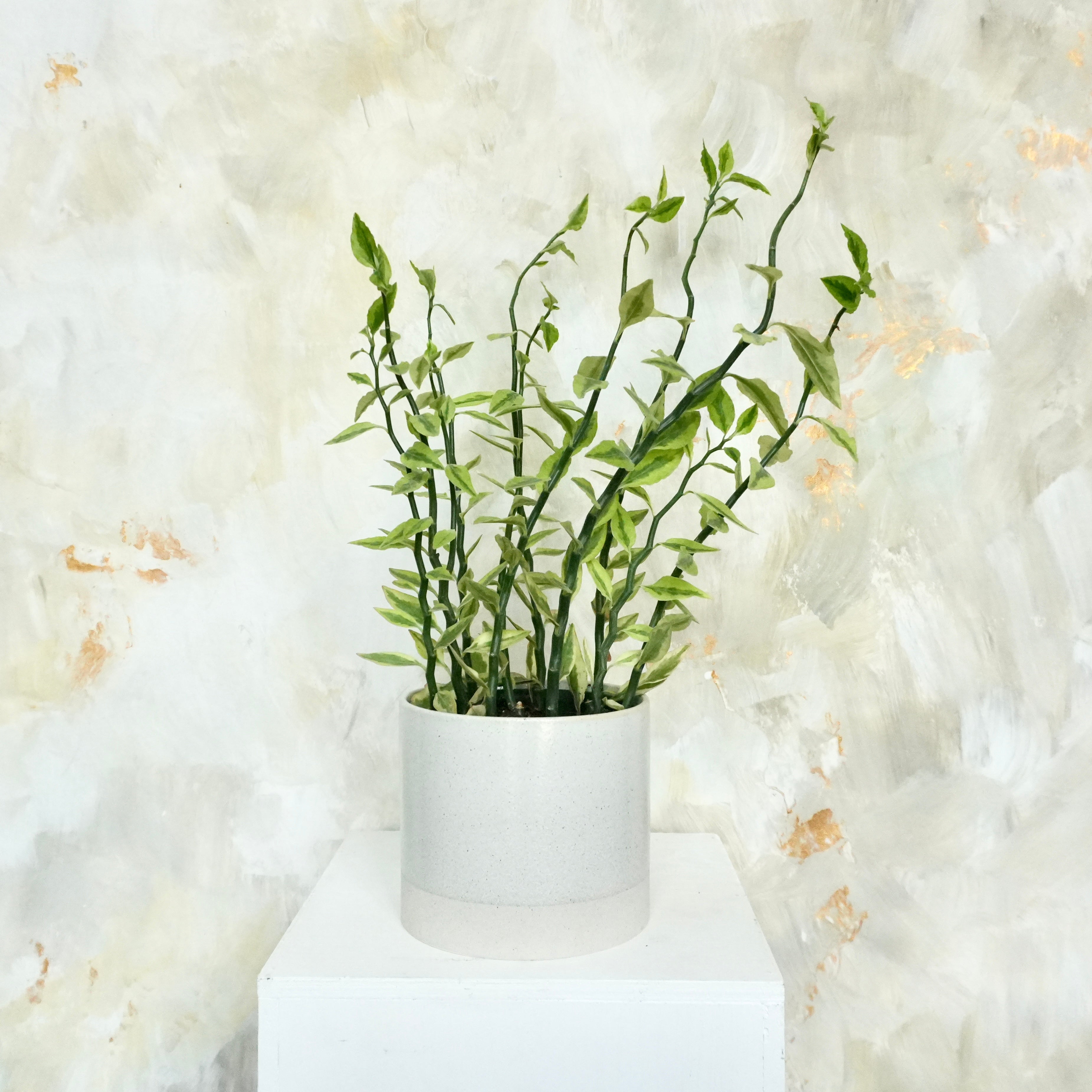 Euphorbia (Devil’s Backbone)