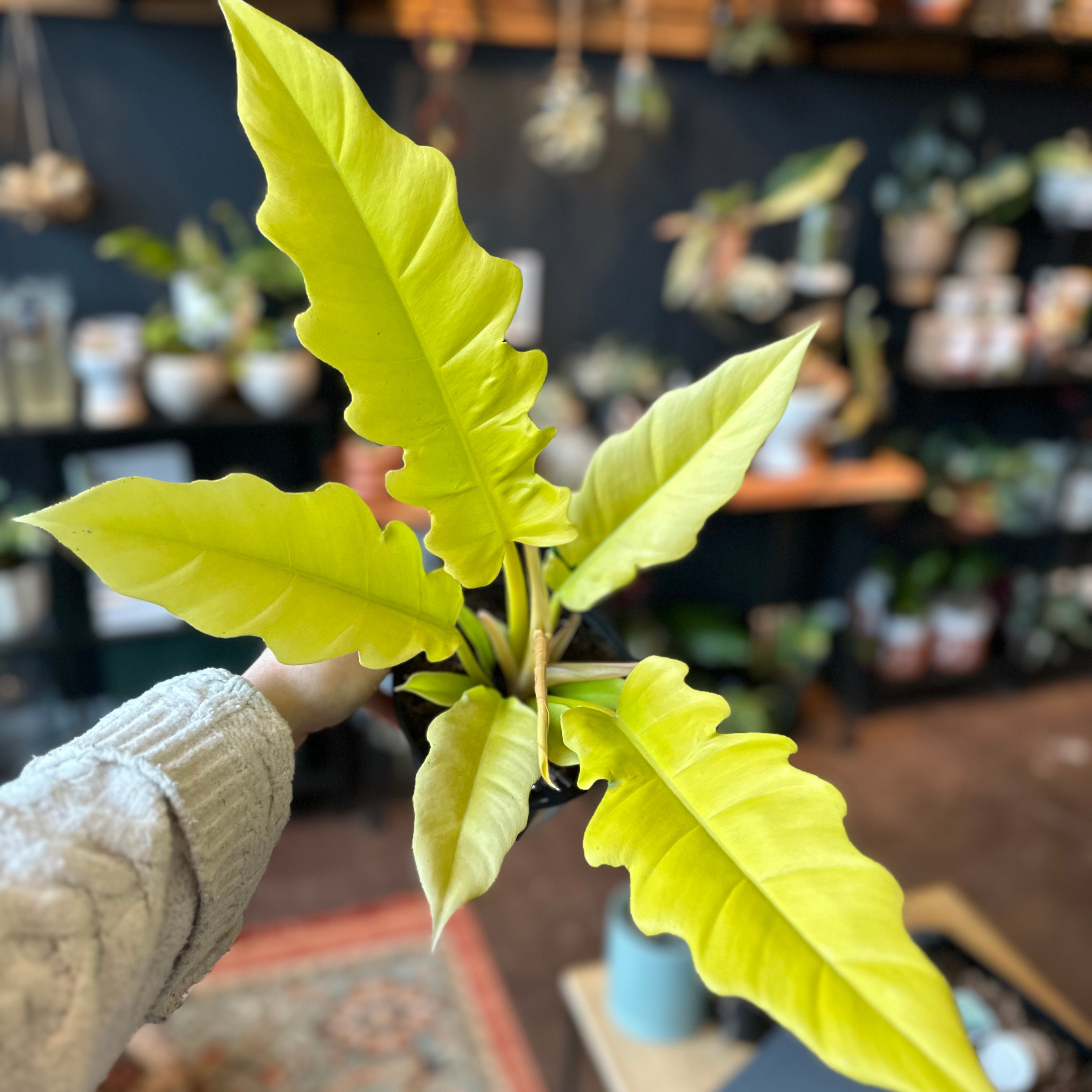 Philodendron 'Golden Crocodile'