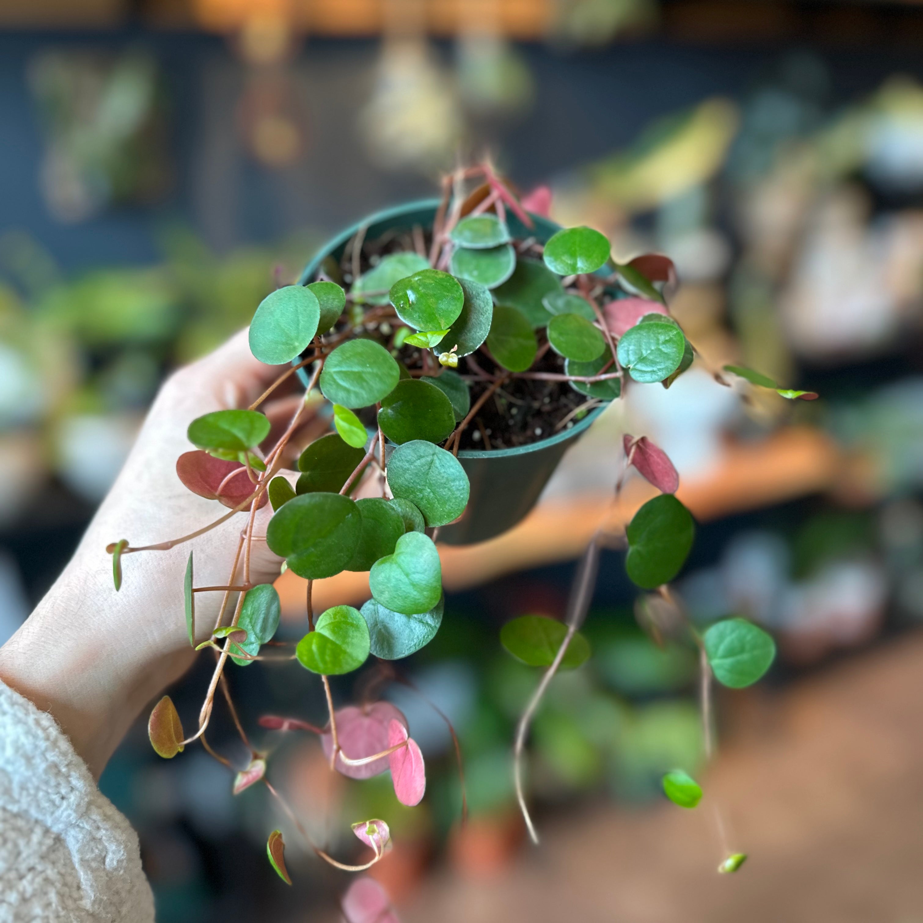 Peperomia 'Ruby Cascade'