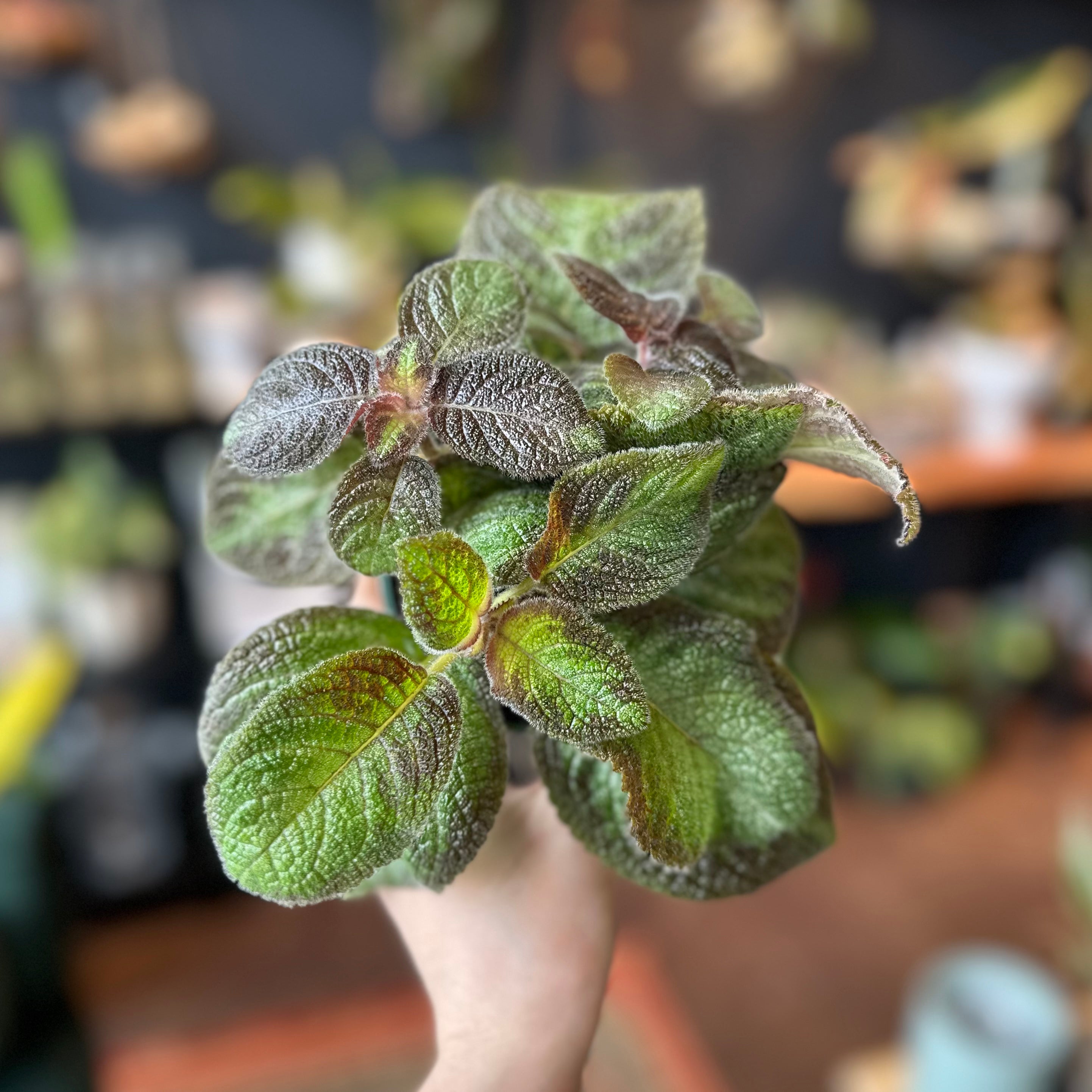 Episcia ‘Pink Panther’