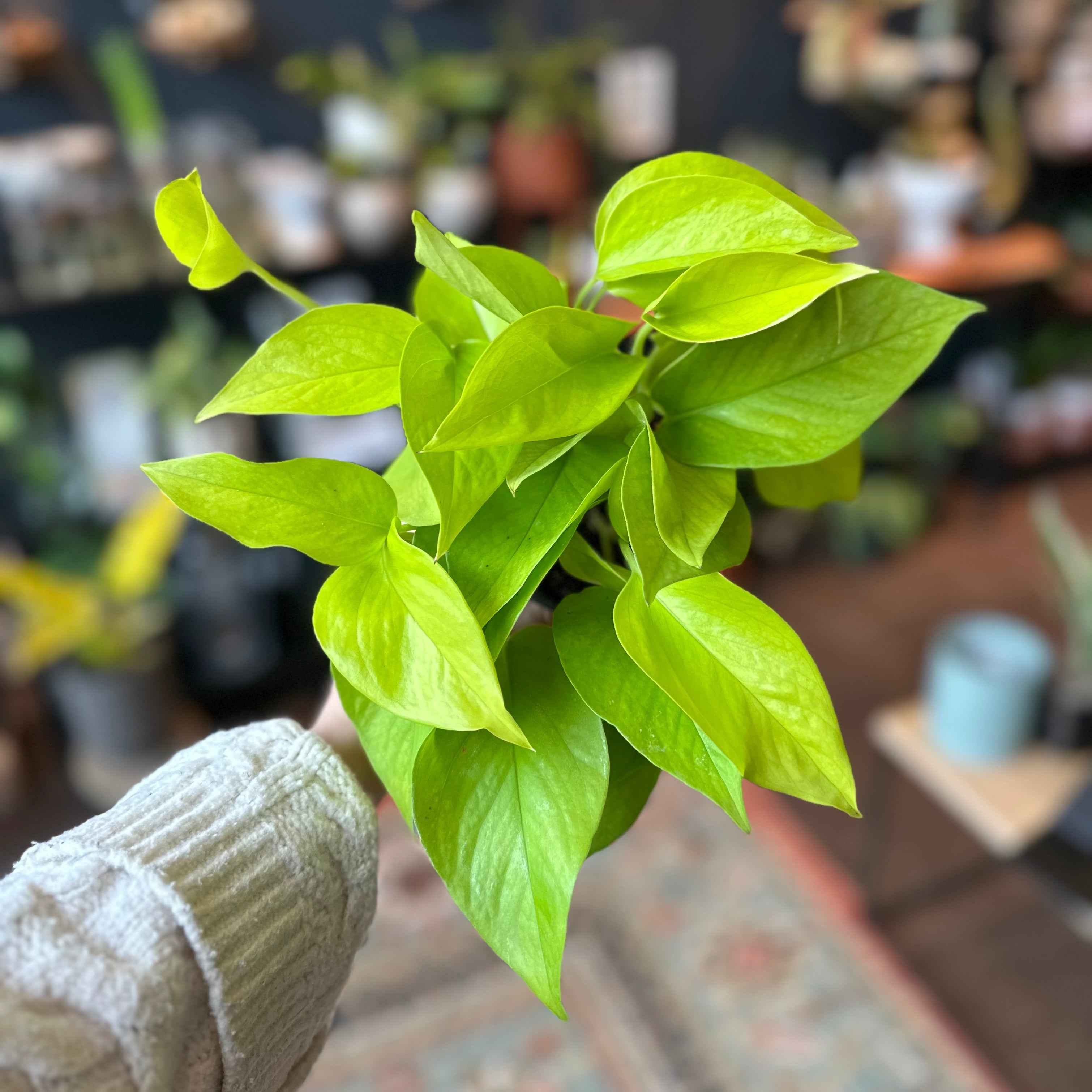 Pothos 'Neon'