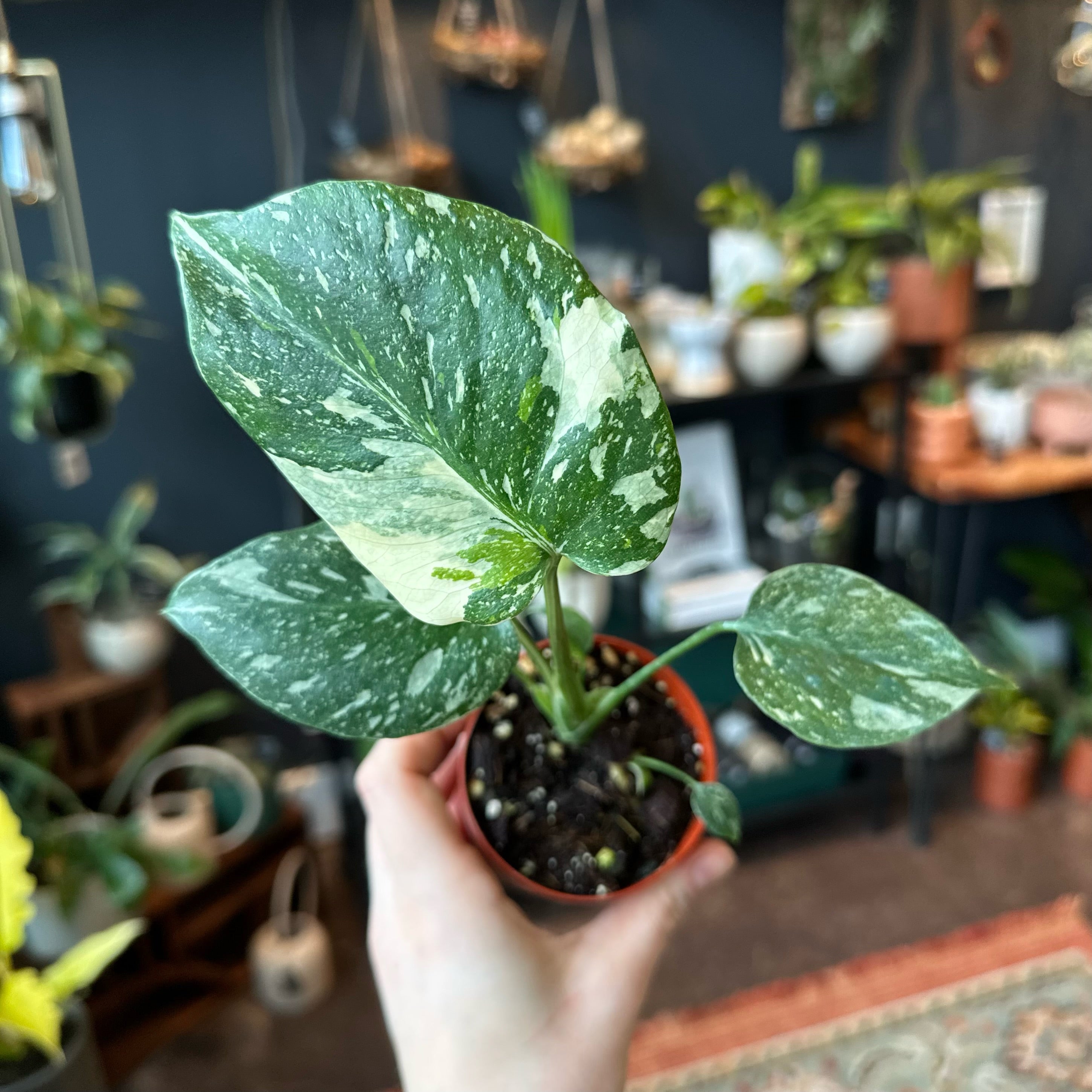 Monstera 'Thai Constellation'