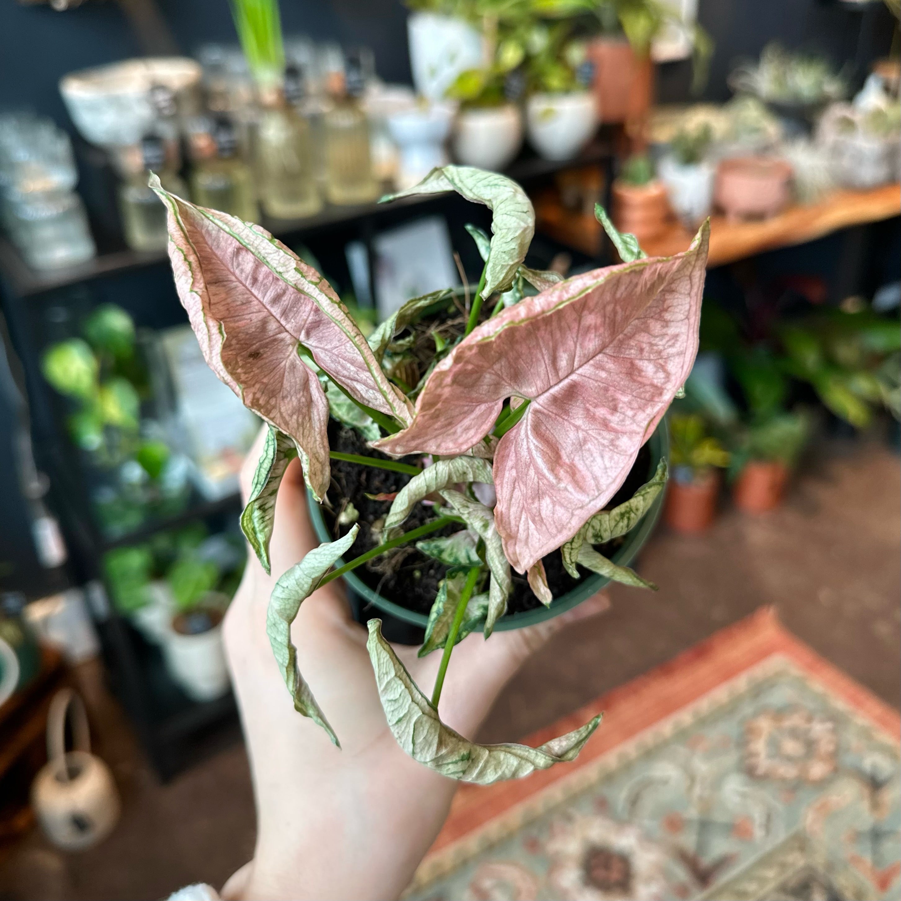 Syngonium 'Pink Rolli'