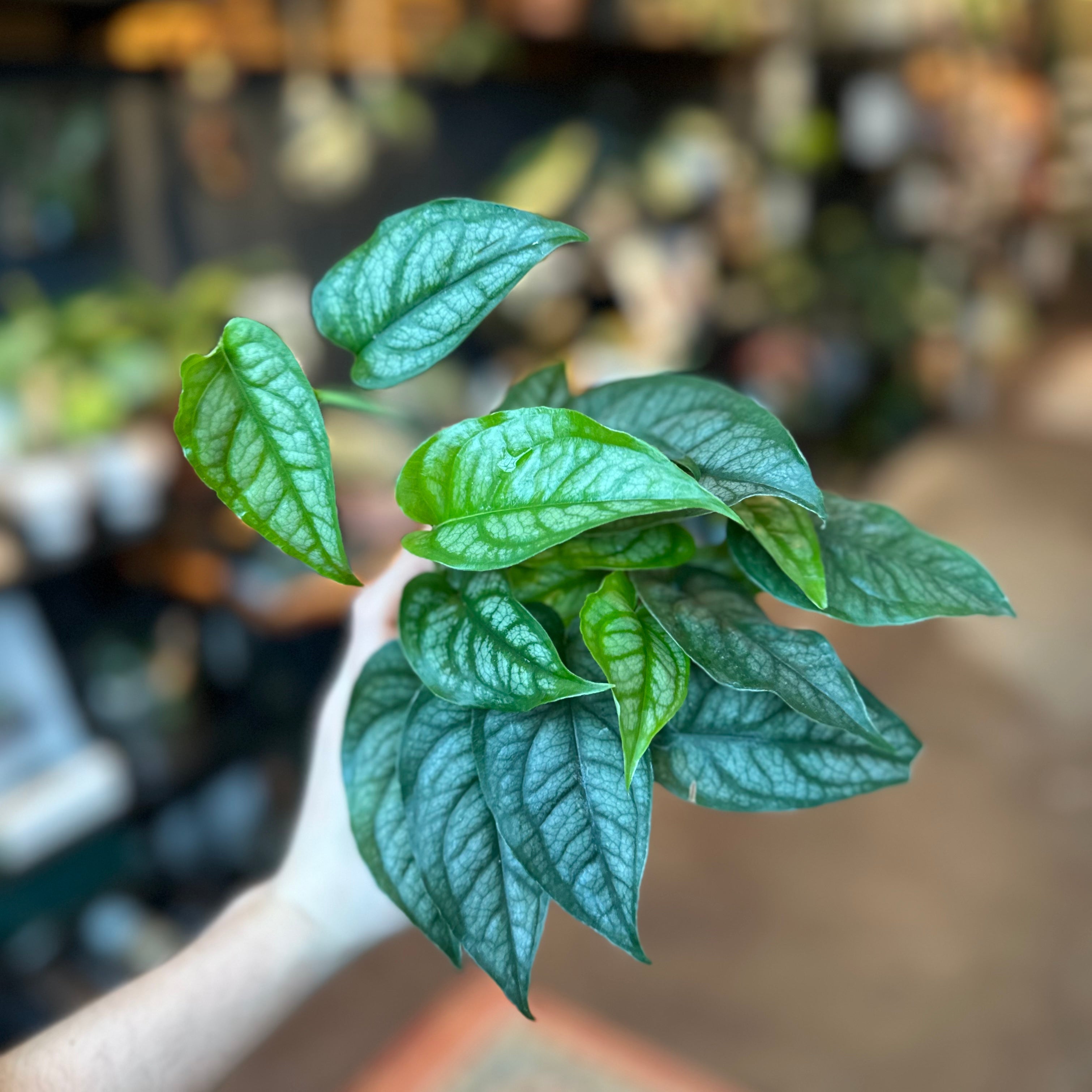 Monstera 'Silver Monstera'