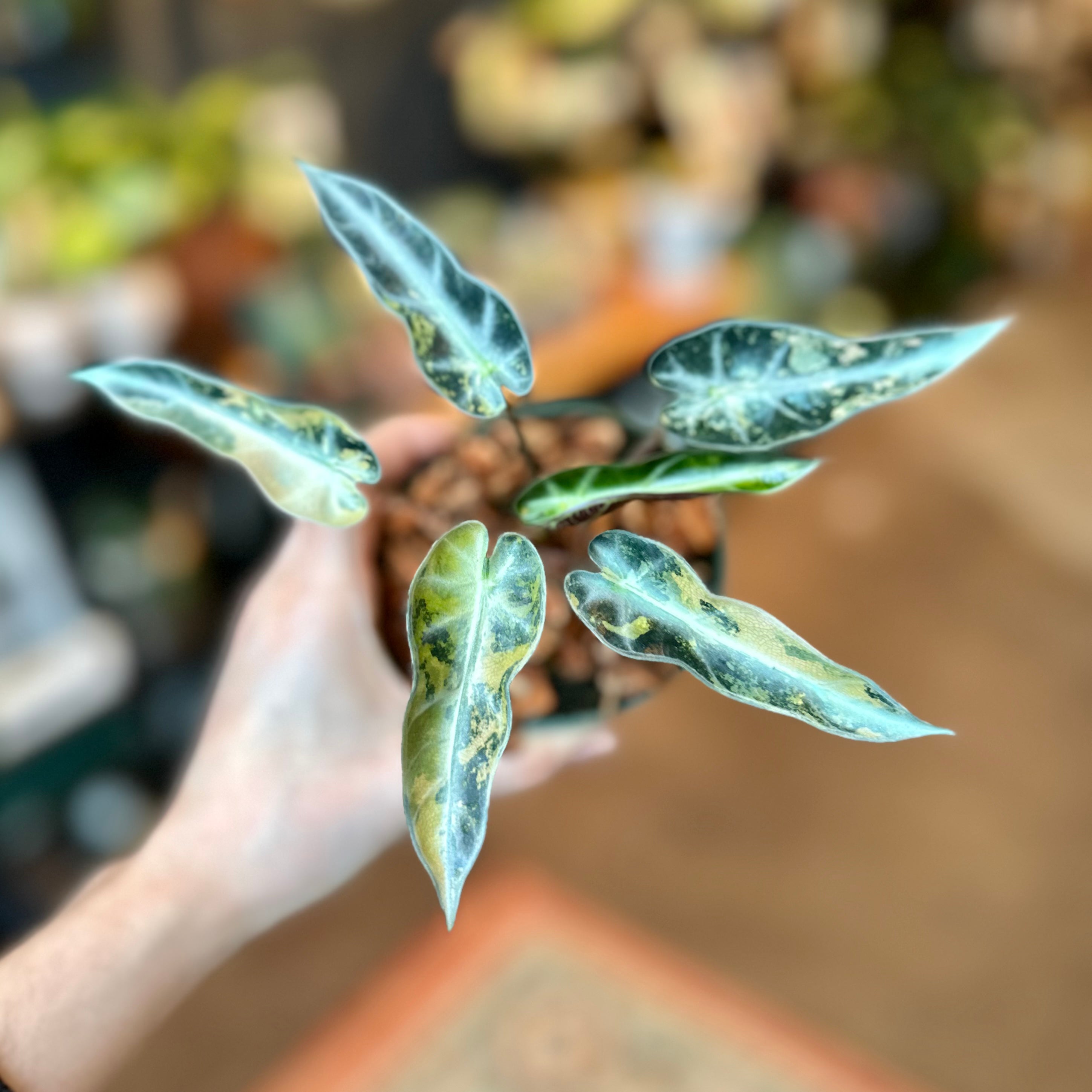 Alocasia 'Bambino Aurea'
