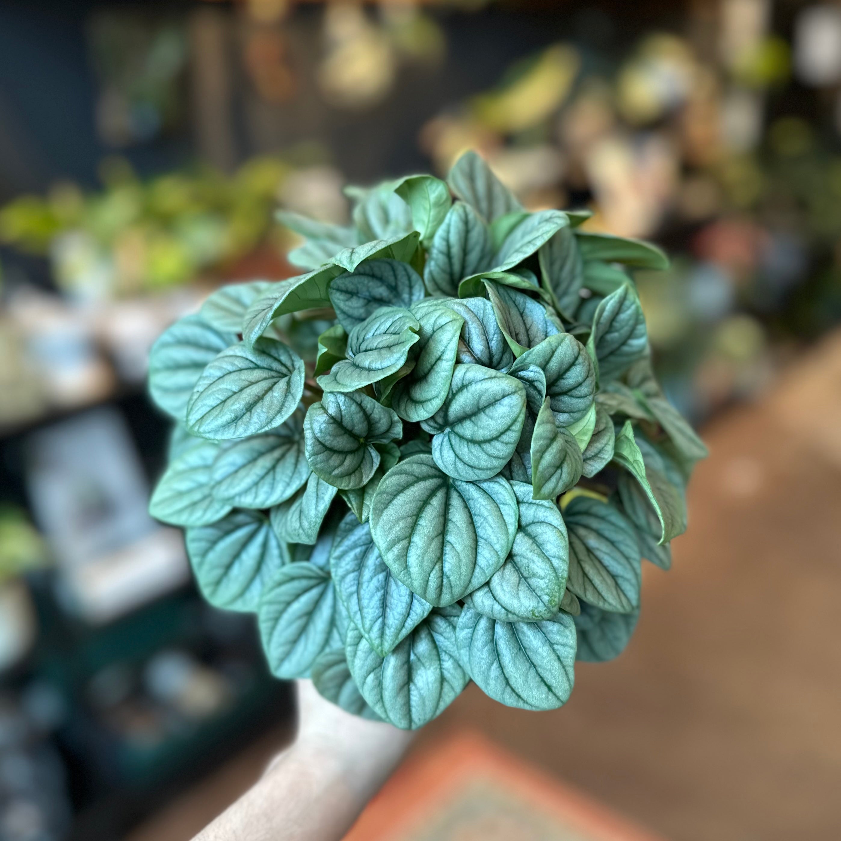 Peperomia 'Frost'