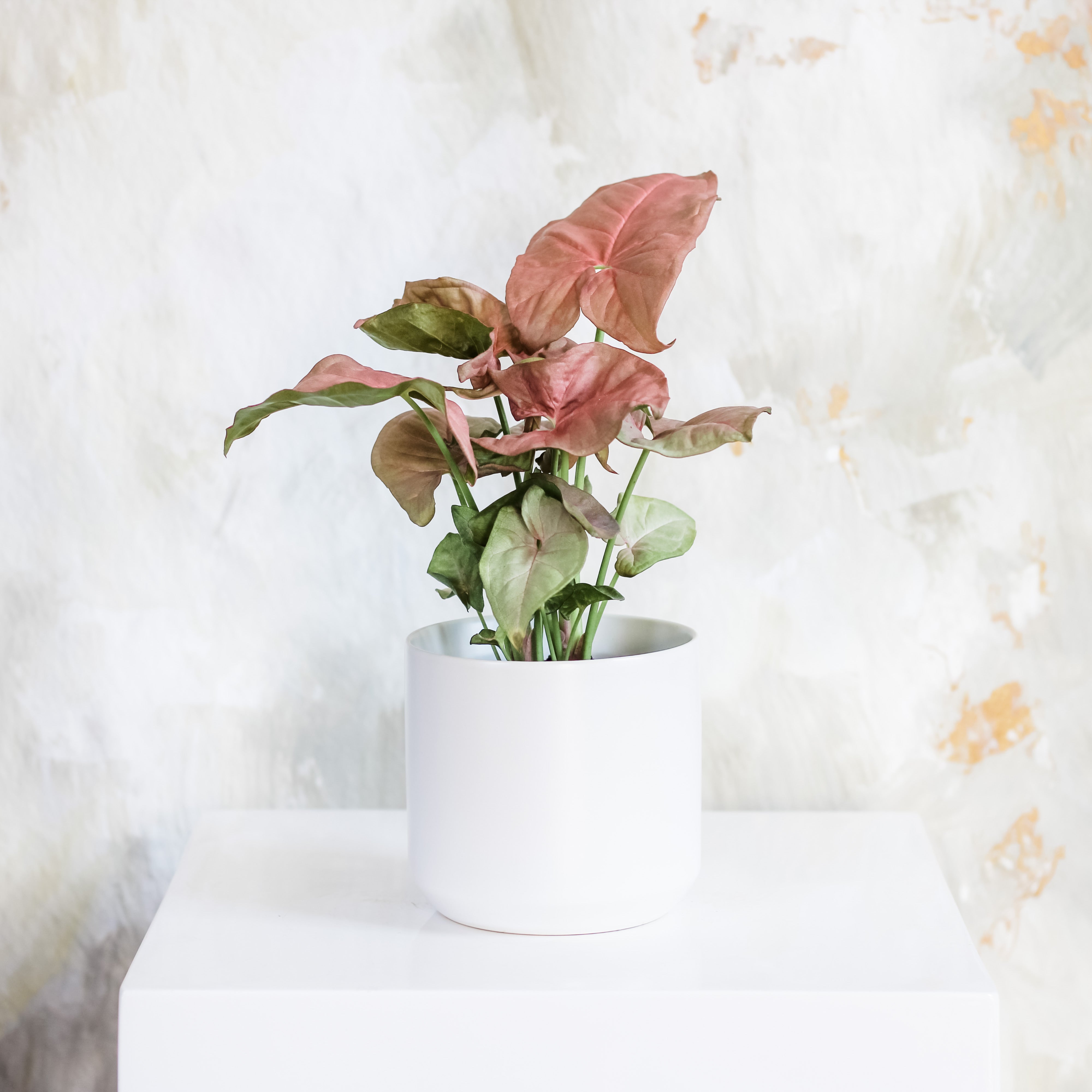 Syngonium (Arrowhead Plant)