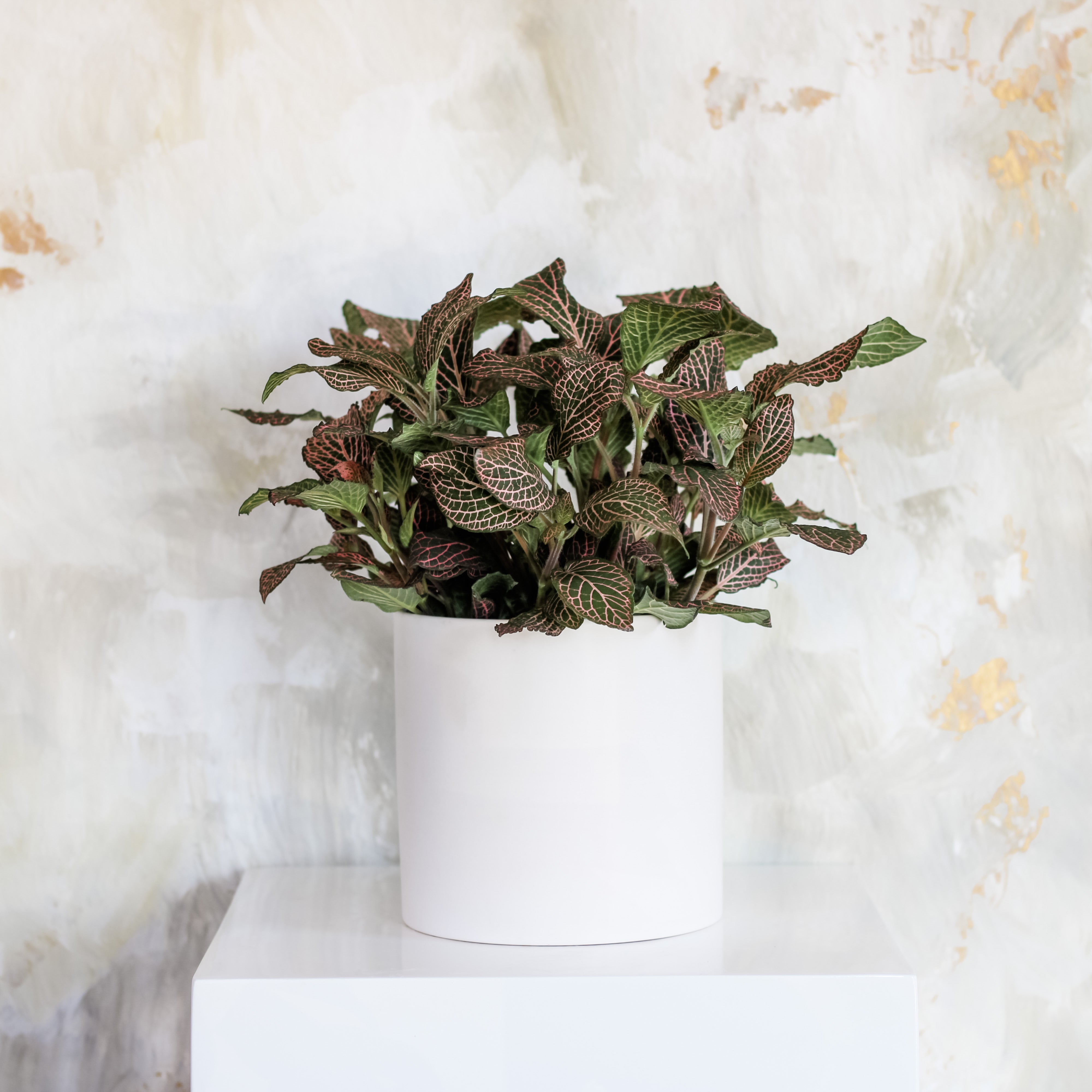 Fittonia (Nerve Plant)