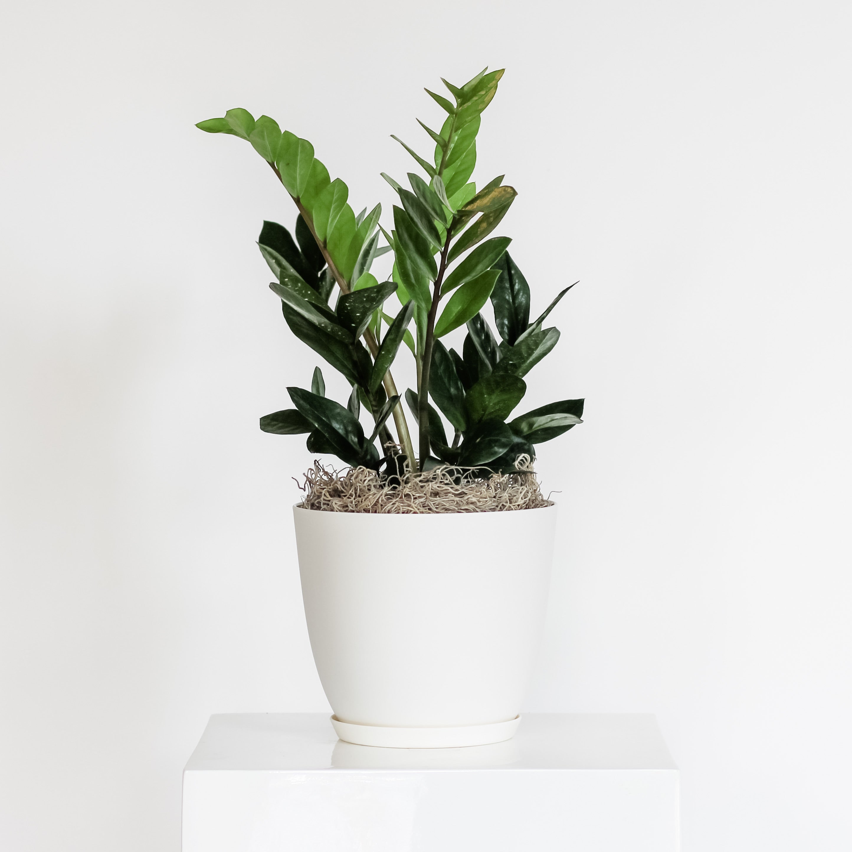 Zamioculcas Zamiifolia (ZZ/Zanzibar Gem)