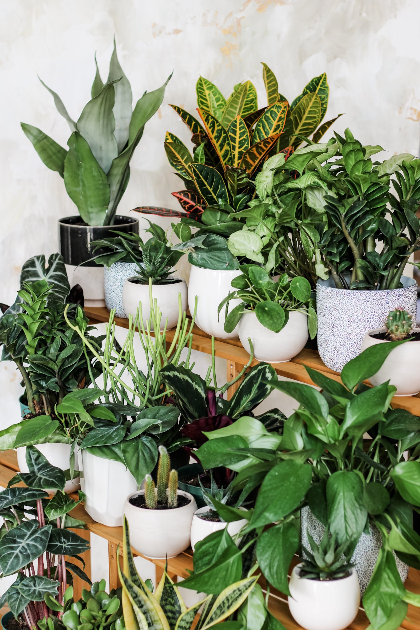 Easy Beginner Plants | Low-Maintenance Indoor Greens