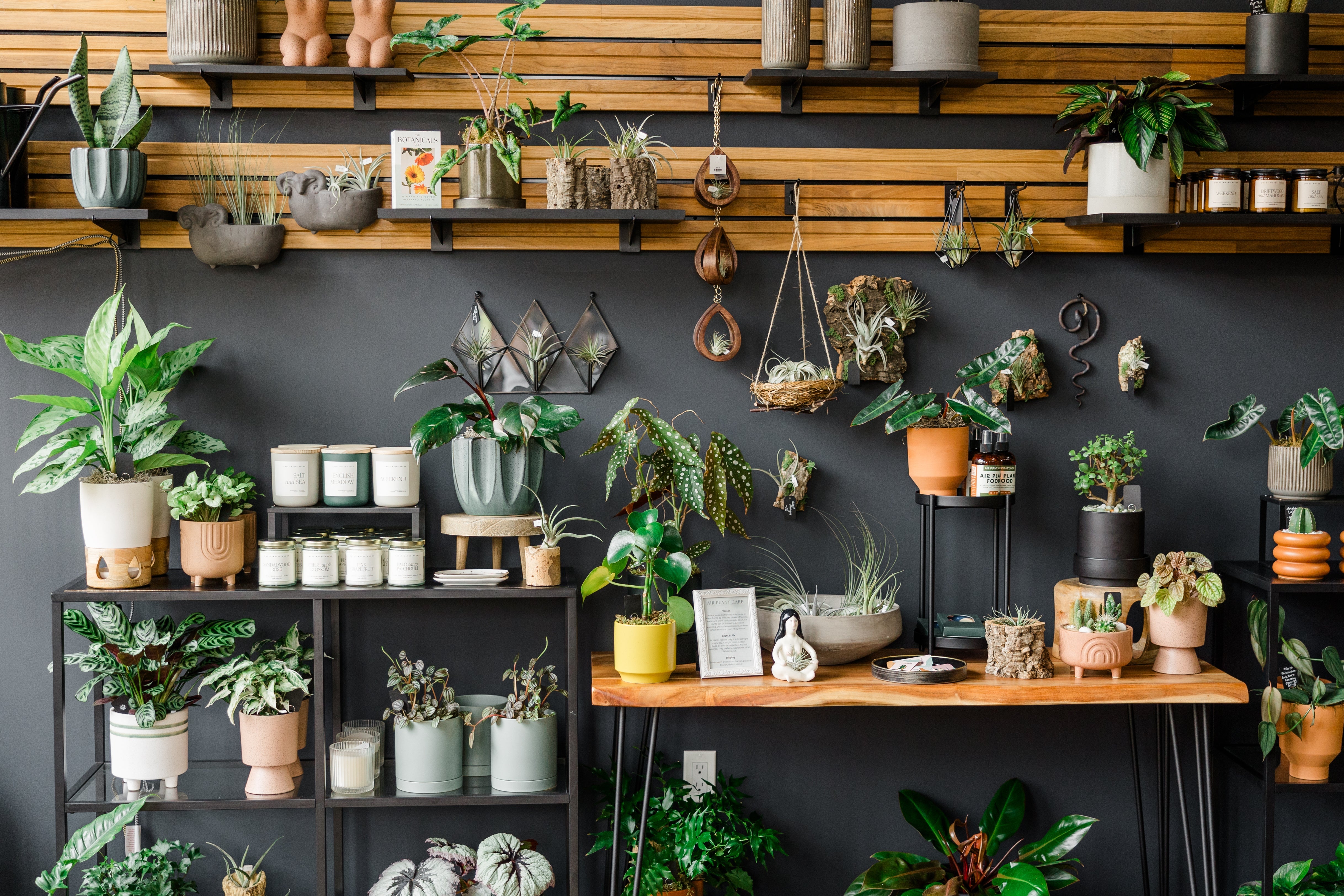 Houseplants