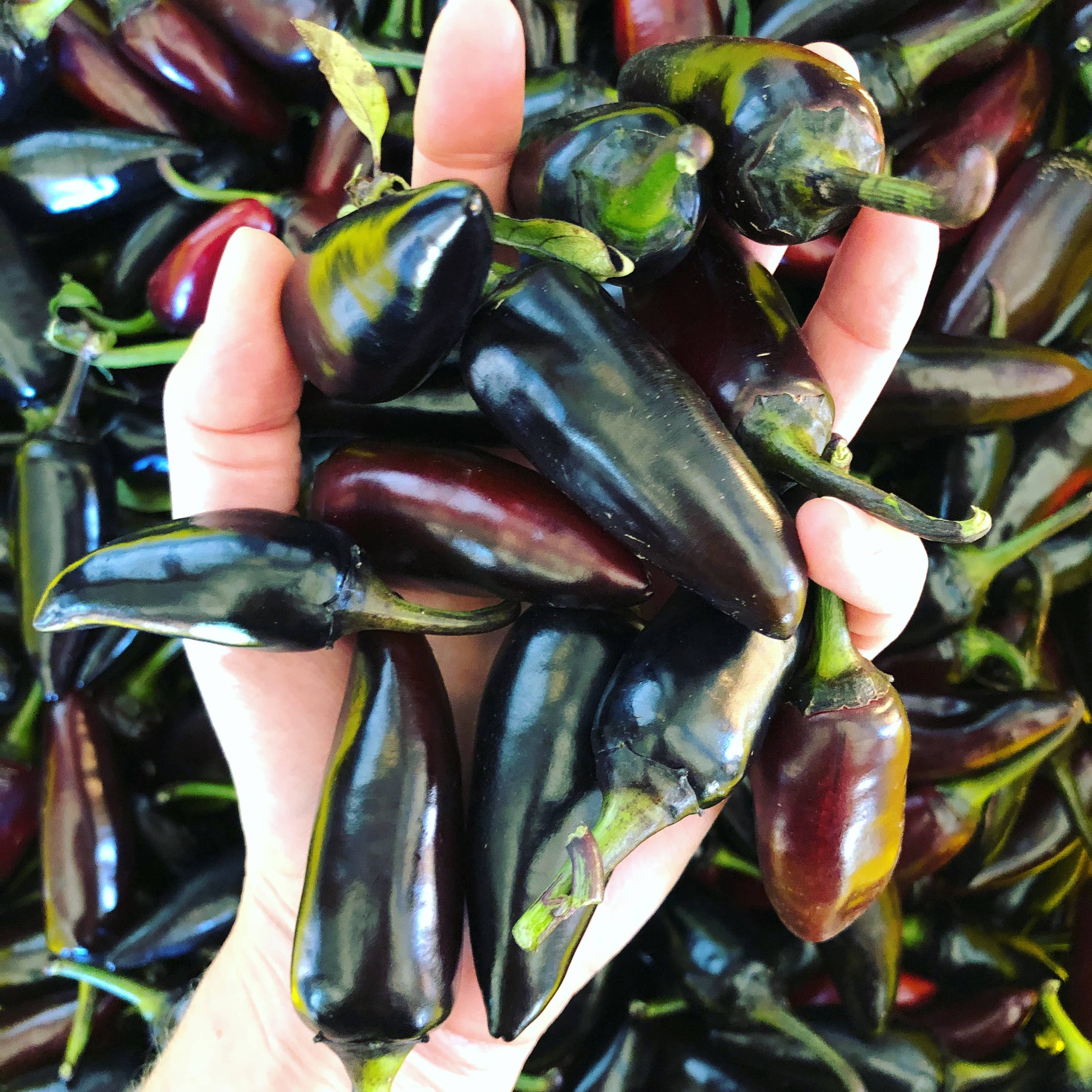 Hot Damn Pepper Jam | Bold & Spicy Flavor