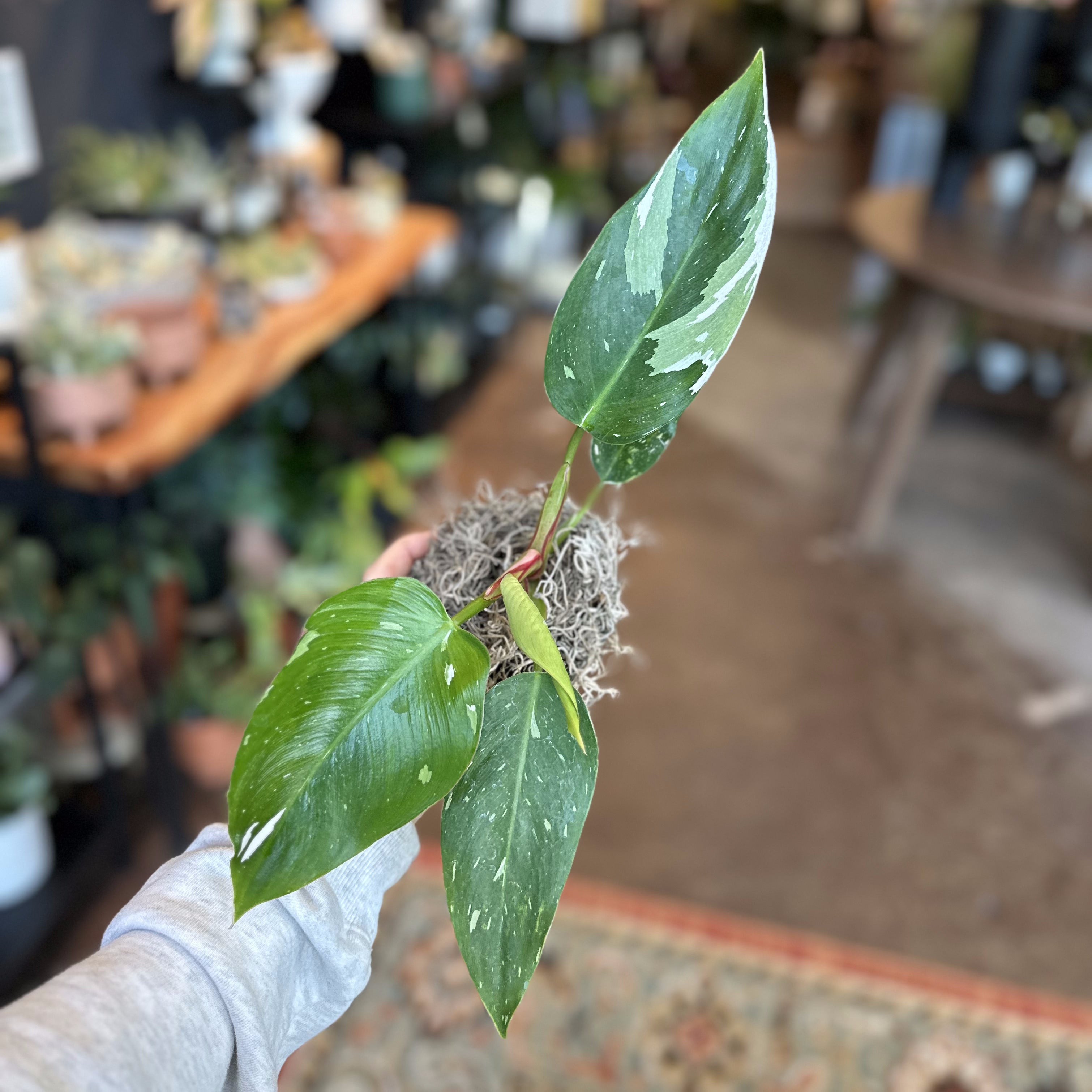 4" Philodendron White Princess