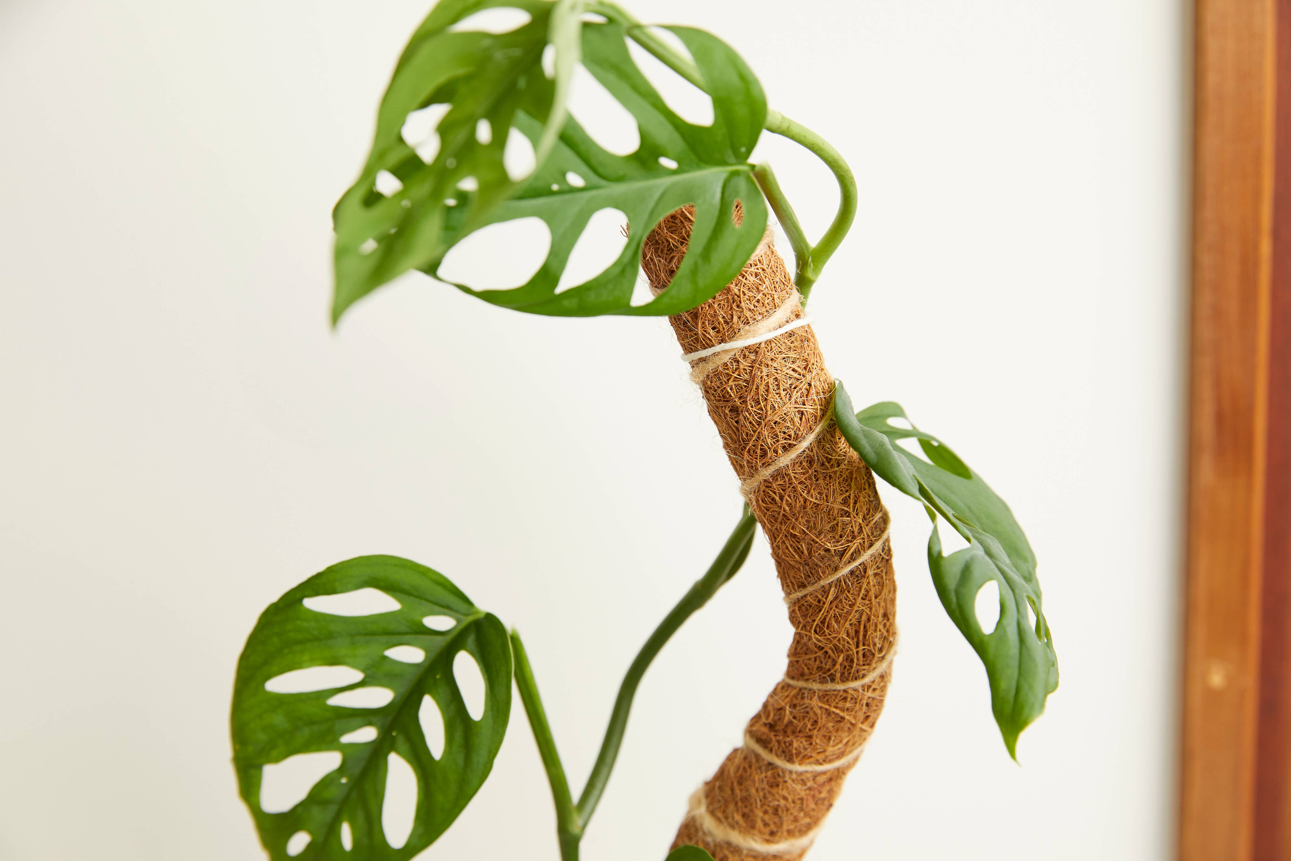 Coco Climber