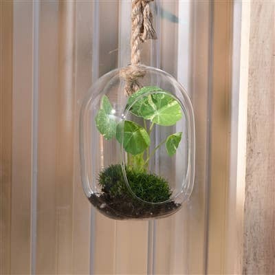 Sole Hanging Glass Terrarium