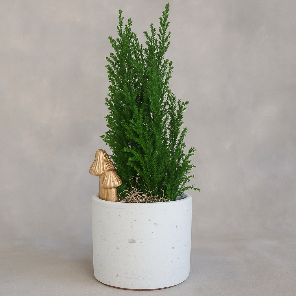 Holiday Planting | Mini Mushroom Cypress