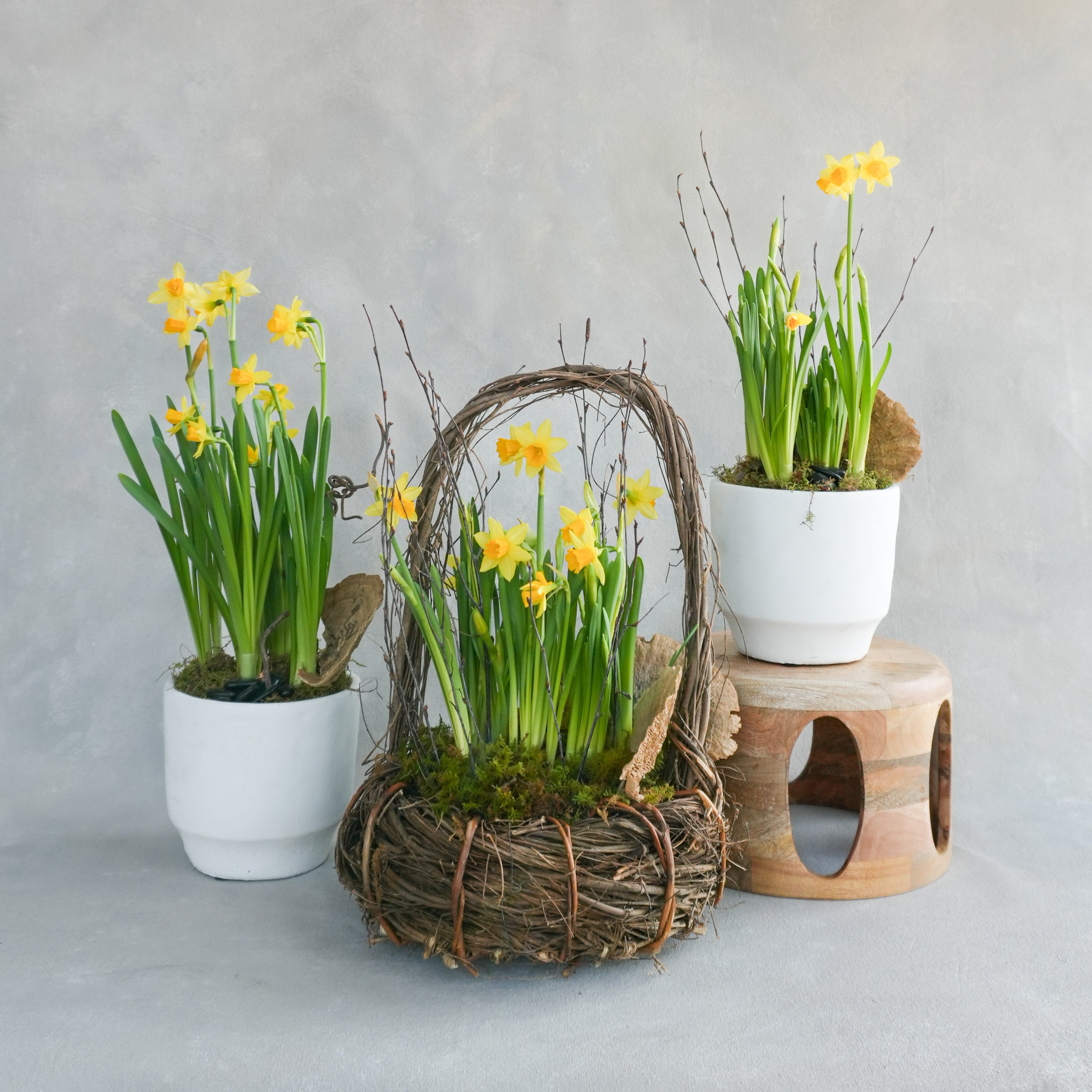 Spring Bulb Planting