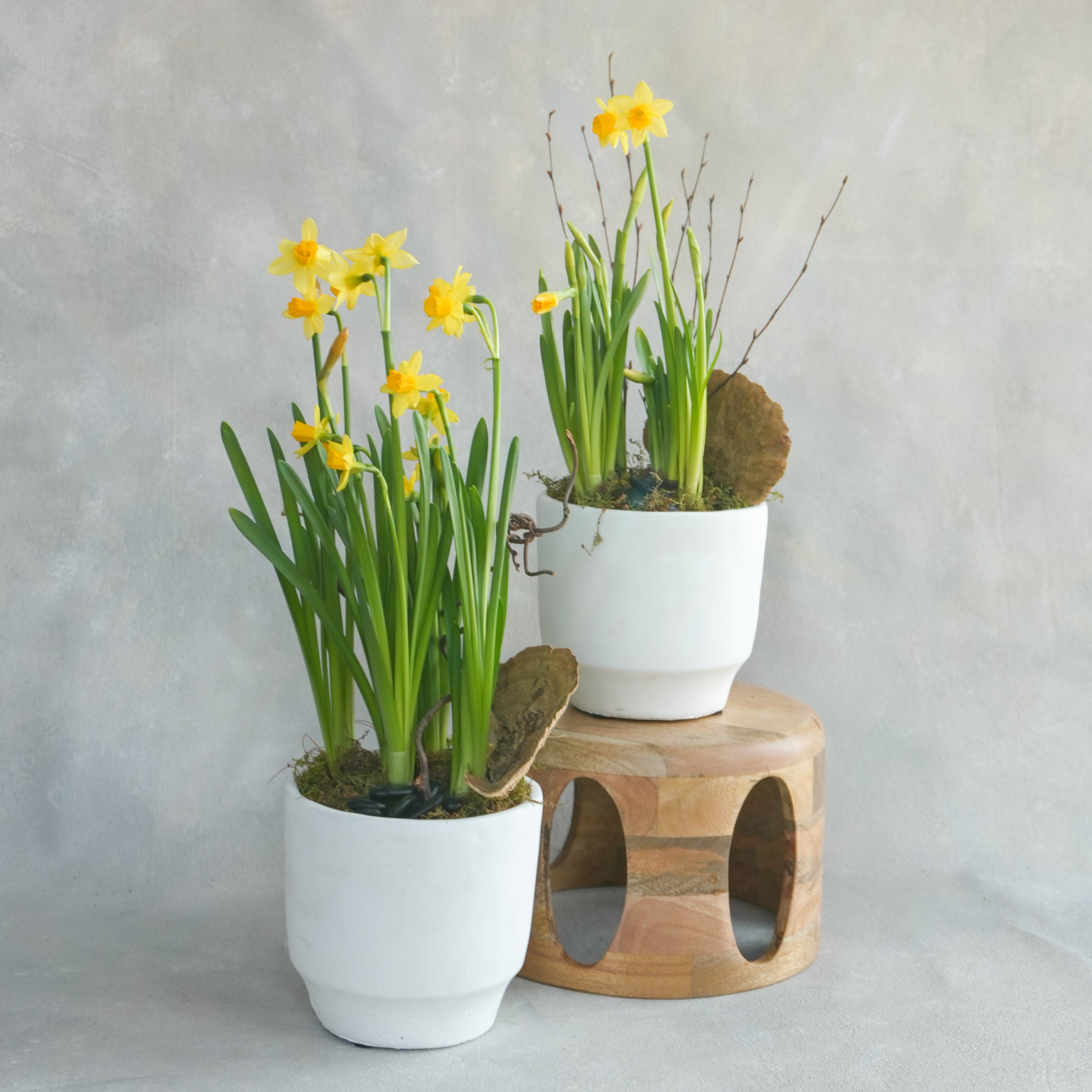 Spring Bulb Planting