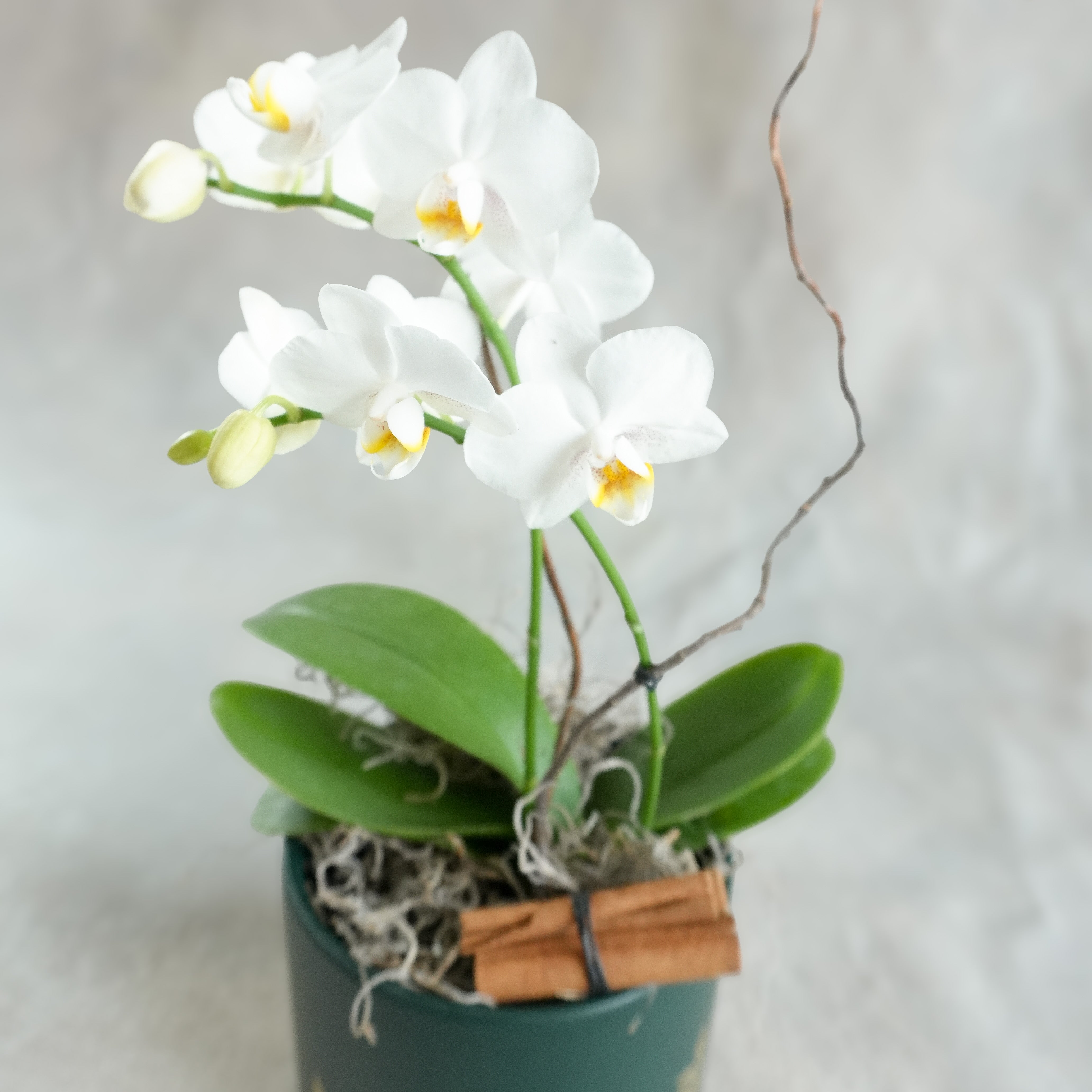 Mini Phalaenopsis | Midwinter Fern Pot