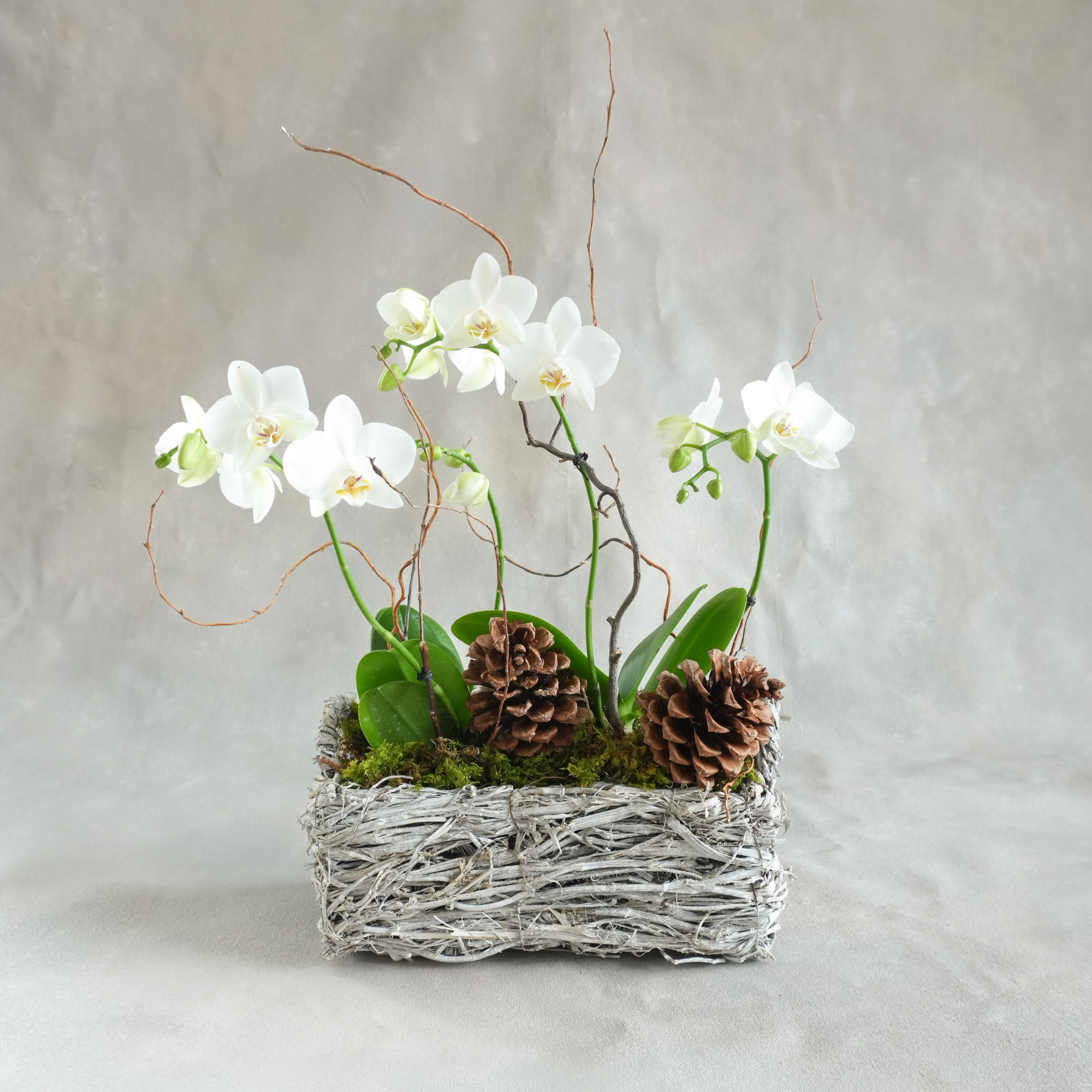 Winter Orchid Garden