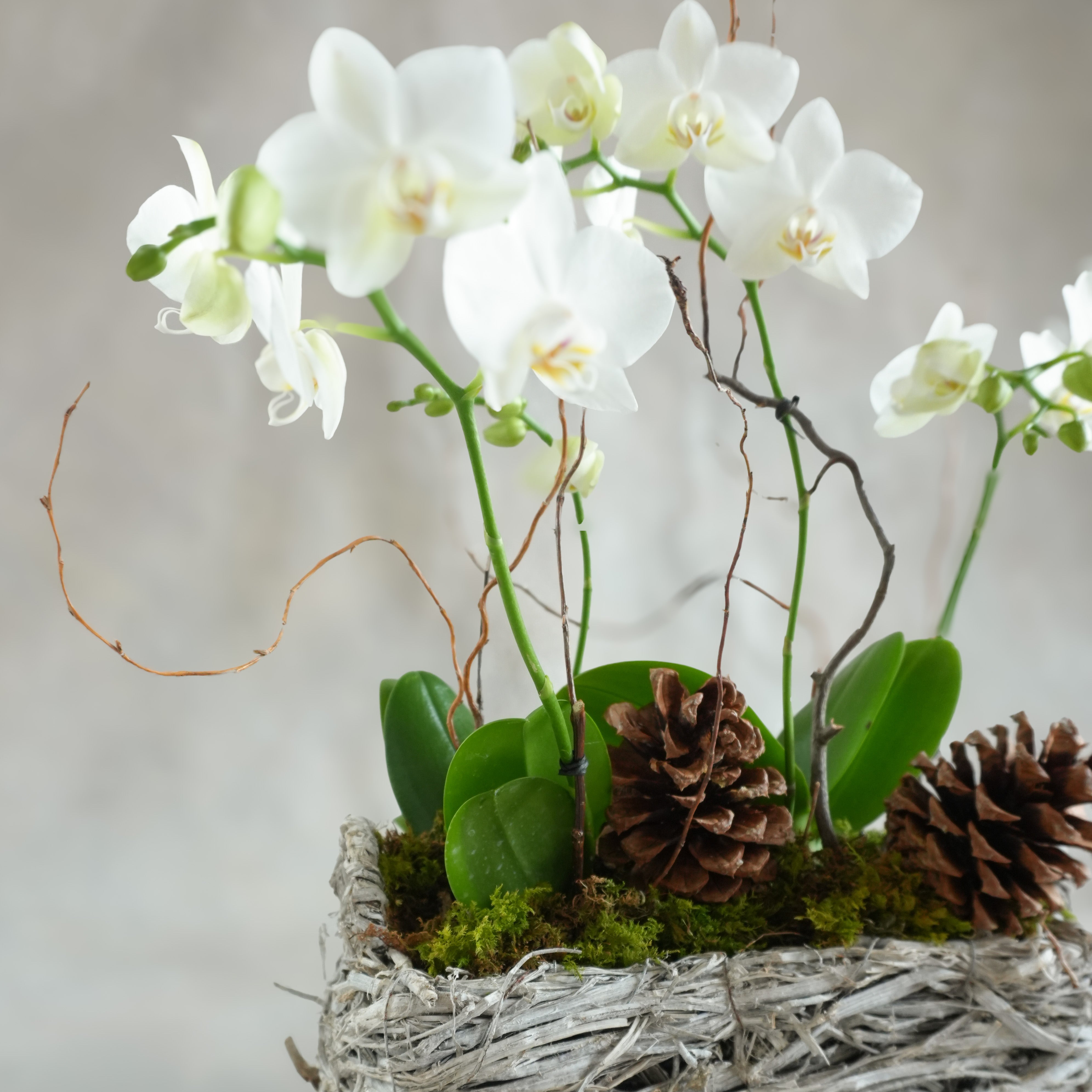 Winter Orchid Garden