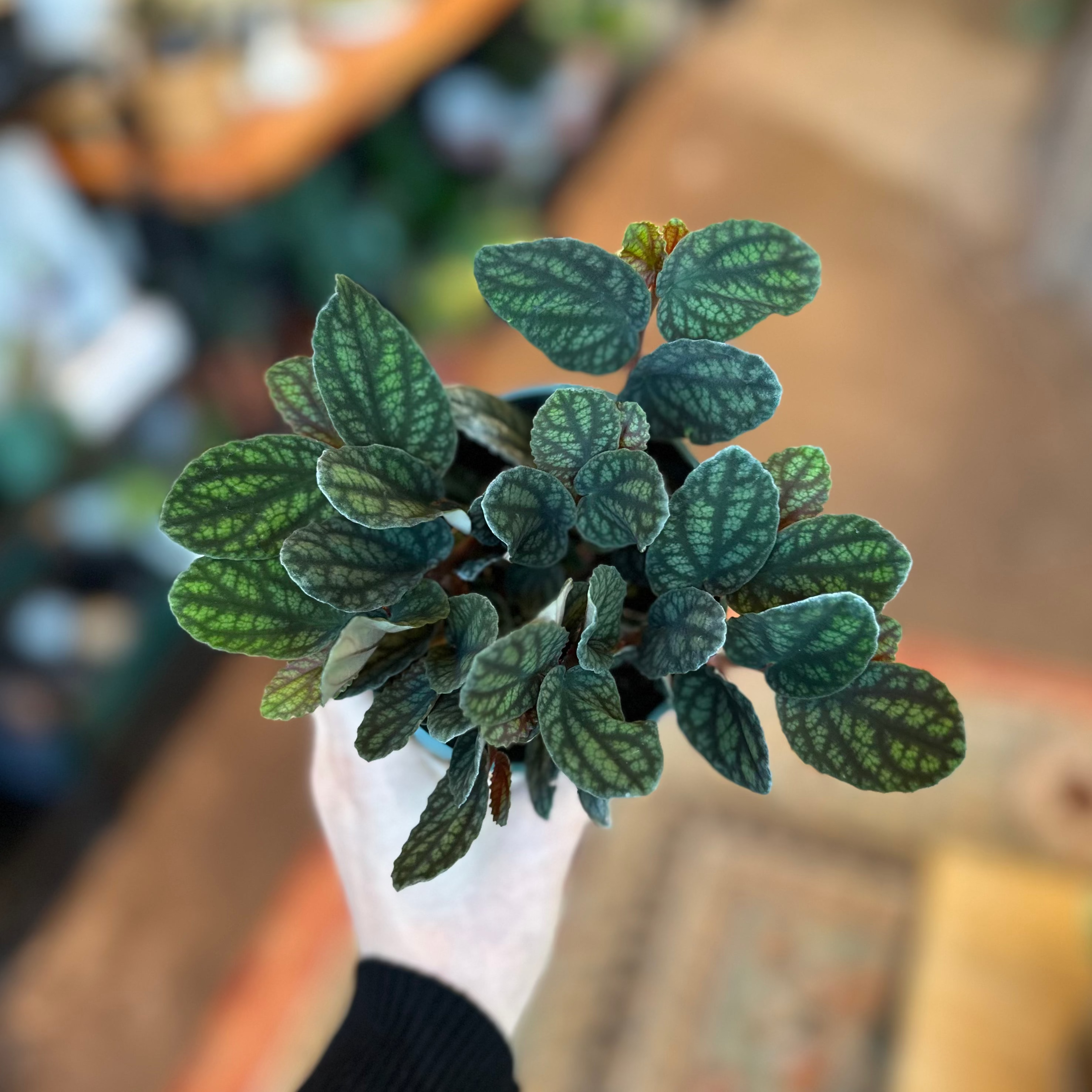 4" Pellionia Pulchera | 'Watermelon Vine'