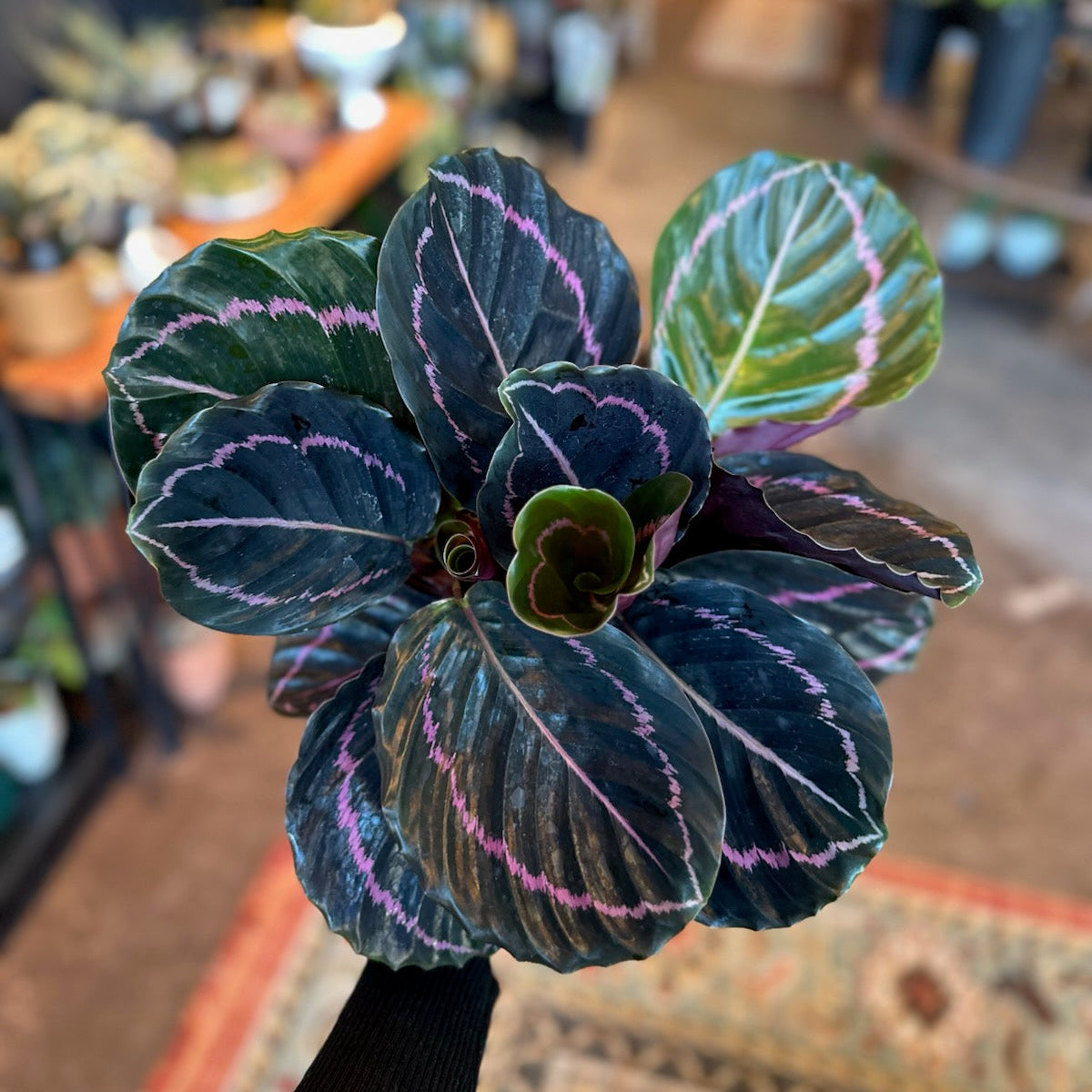 Calathea 'Dottie'