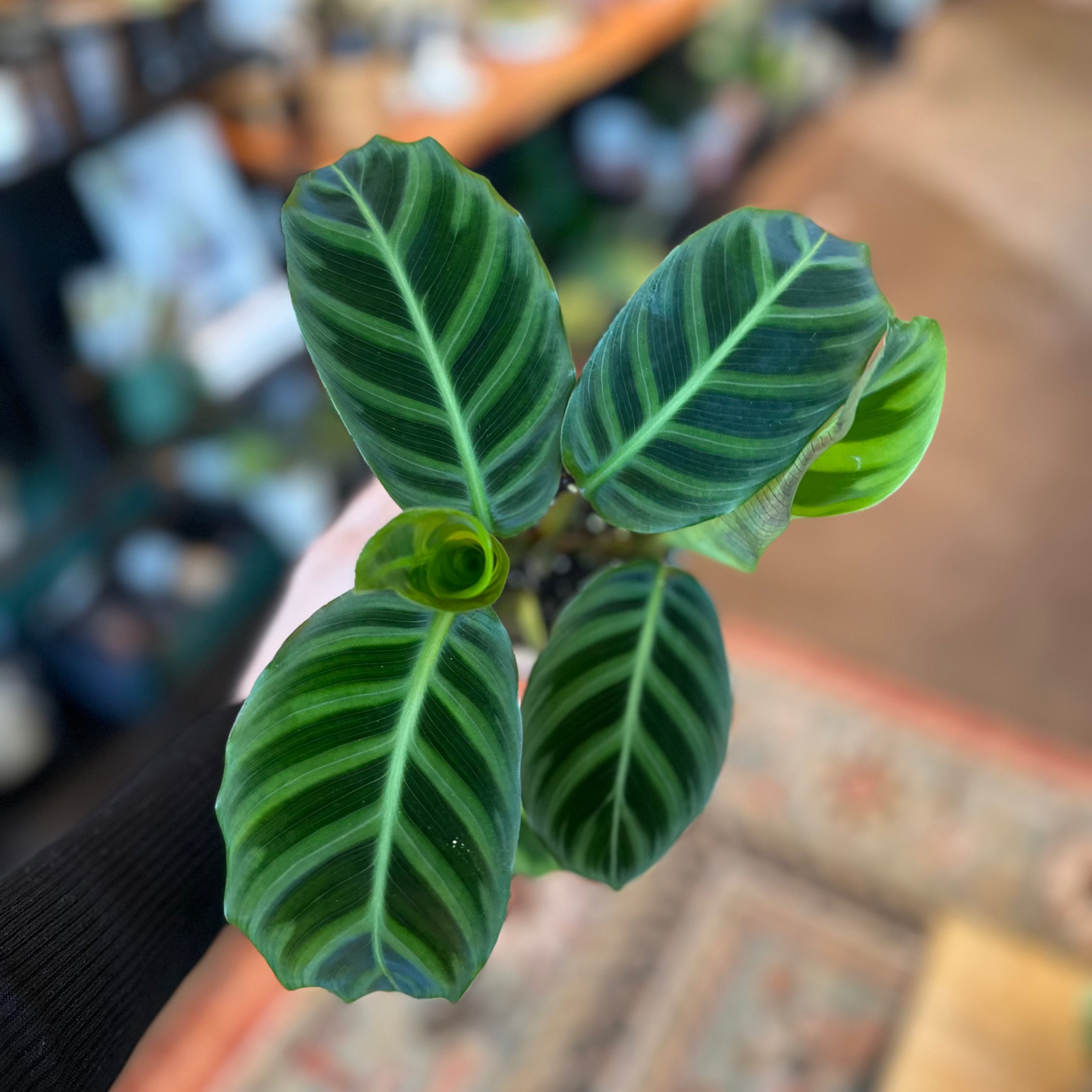 4" Calathea Zebrina