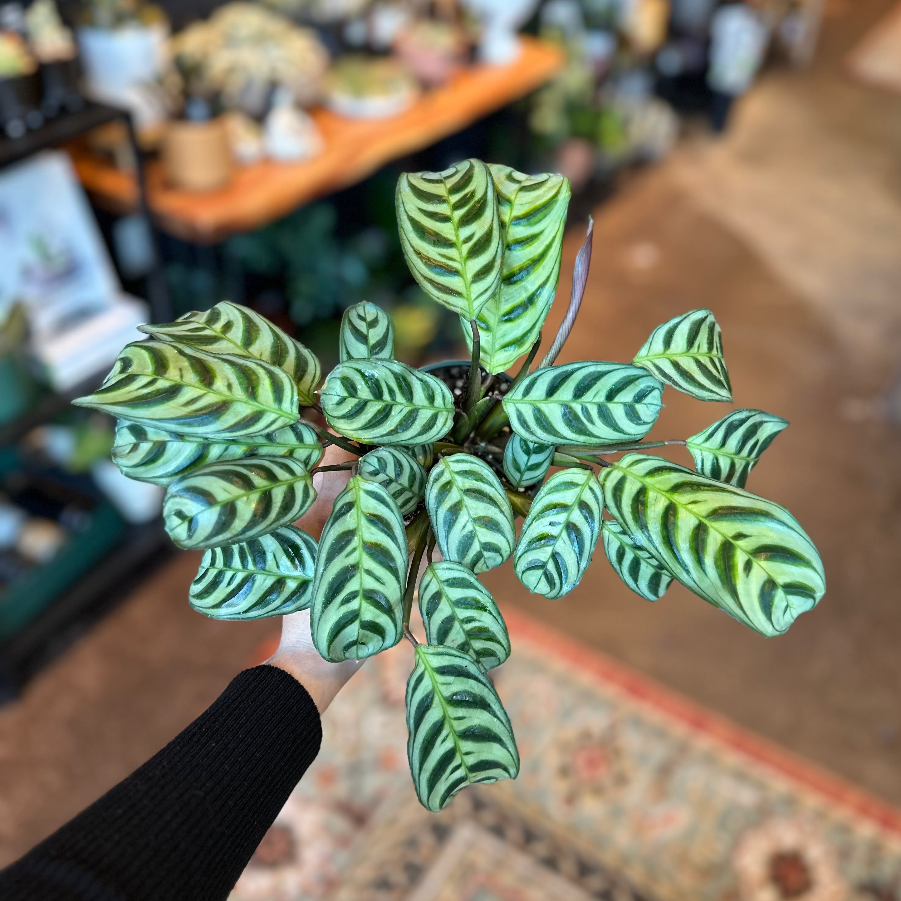 4" Calathea 'Burle Marx'