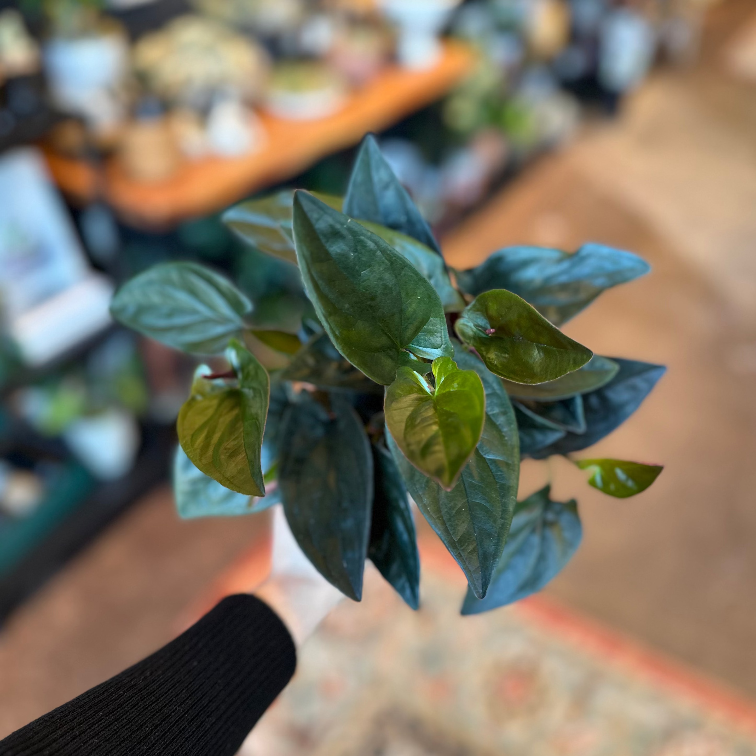 4" Syngonium erythrophyllum 'Red Arrow'
