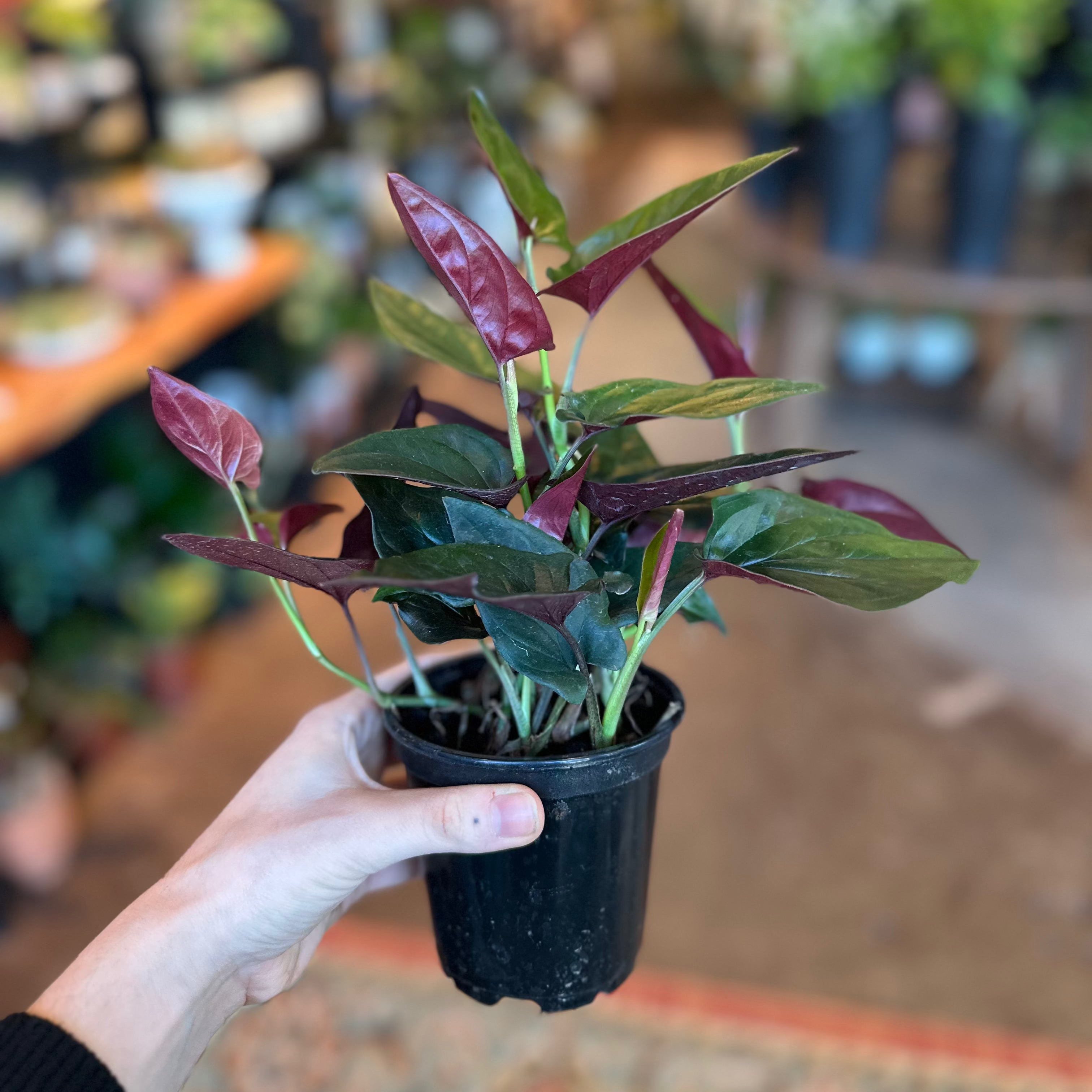 4" Syngonium erythrophyllum 'Red Arrow'