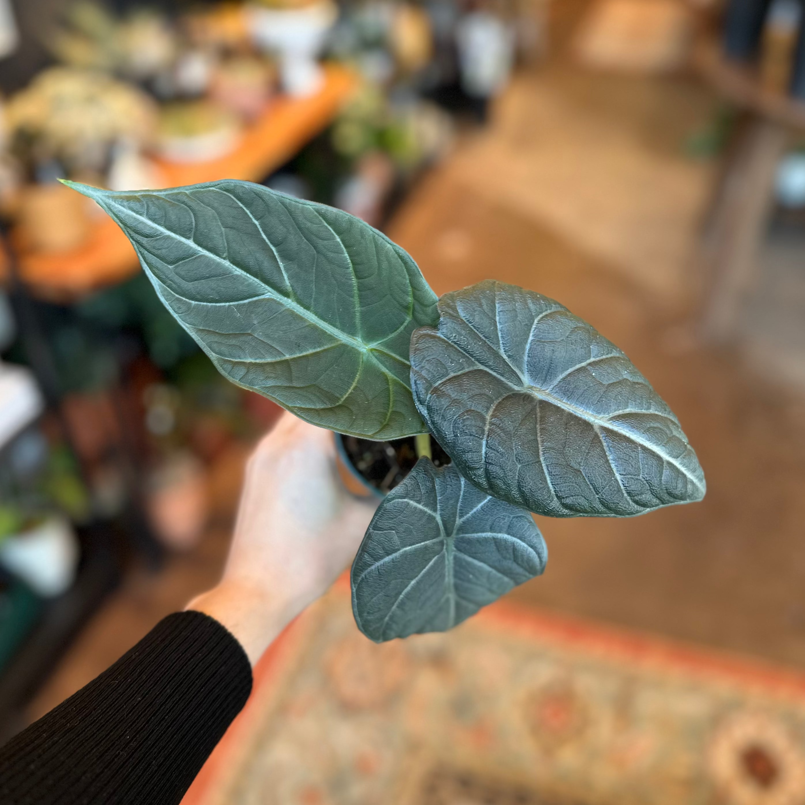 4" Alocasia Maharani 'Grey Dragon'