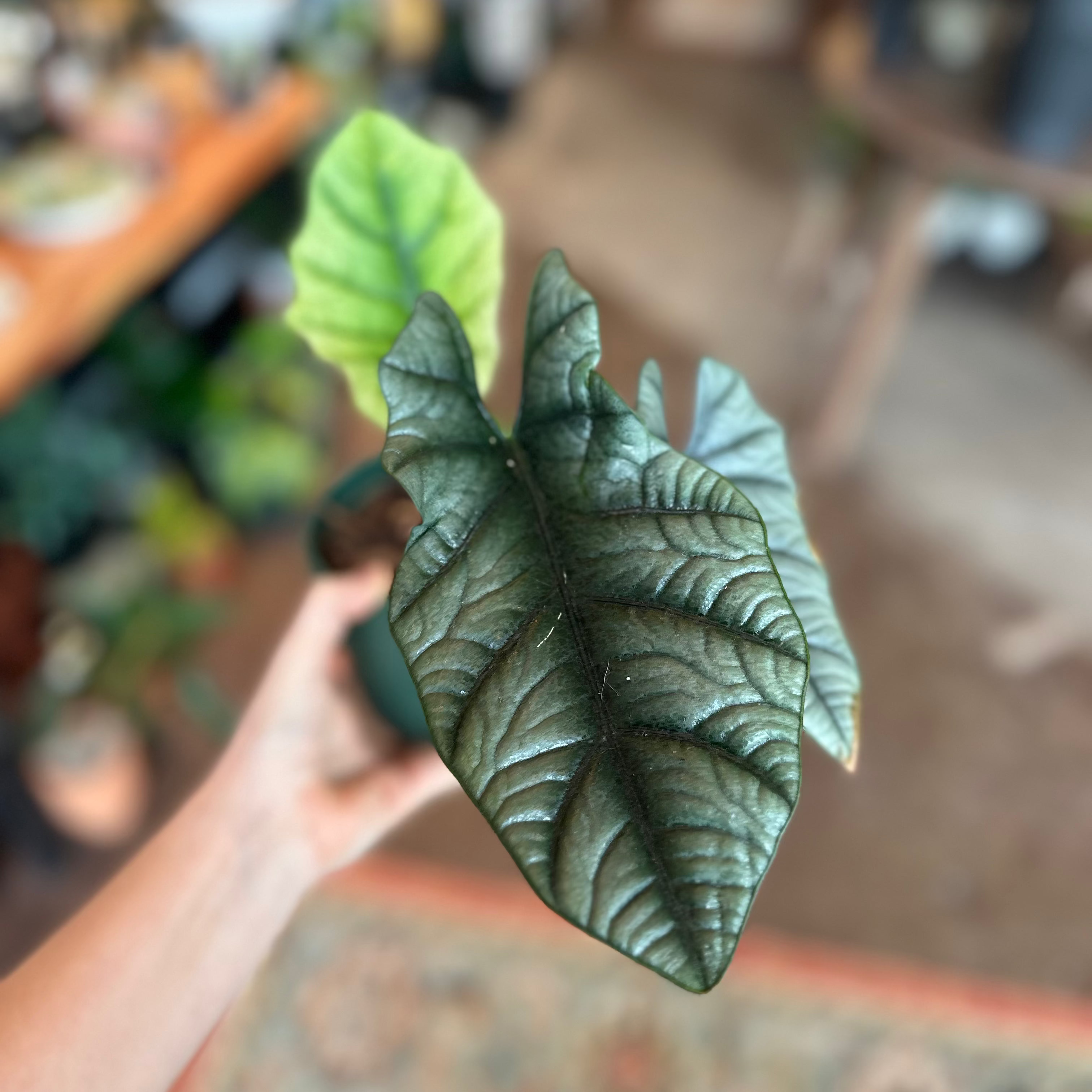 4" Alocasia Reginae 'Elaine'