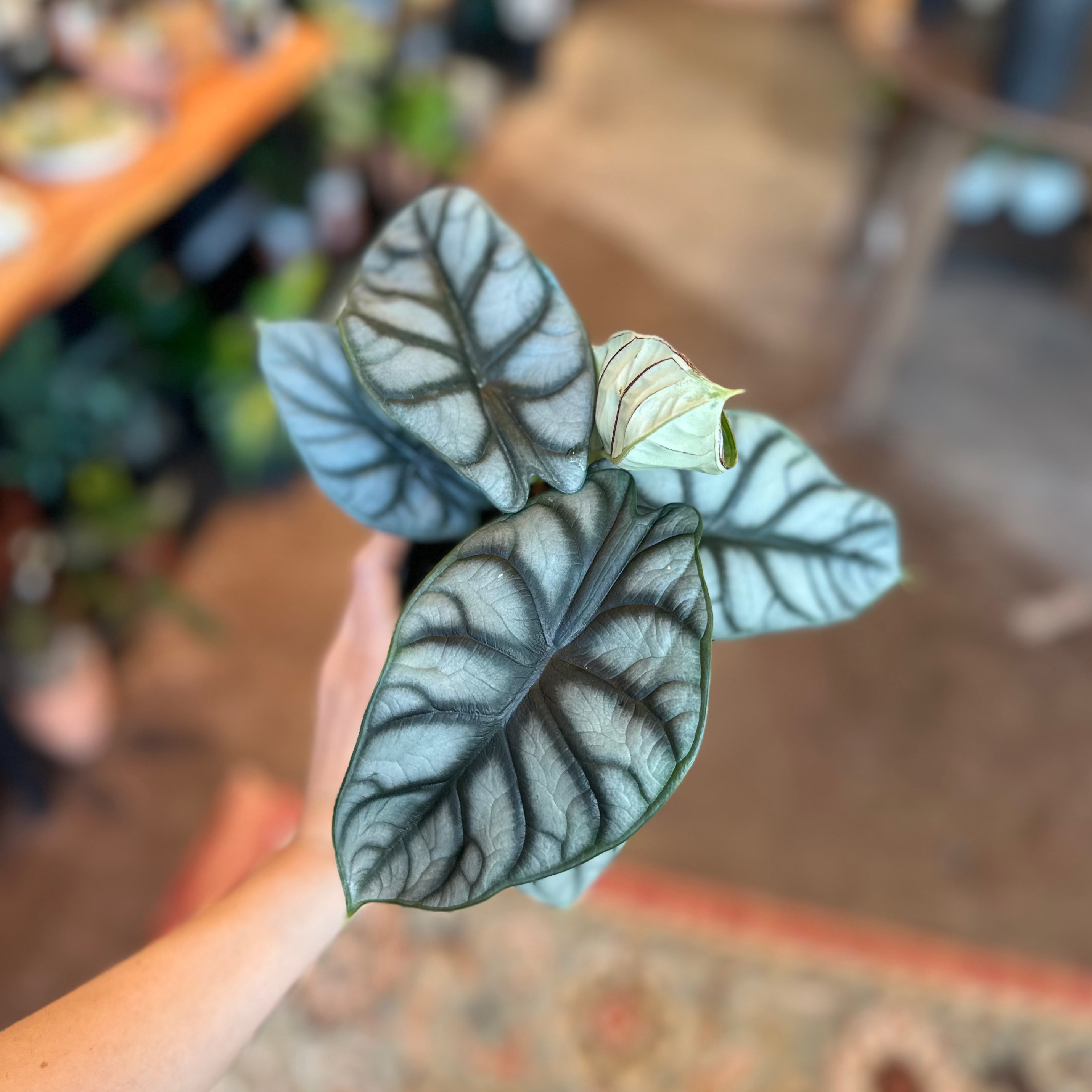 4" Alocasia 'Silver Dragon'