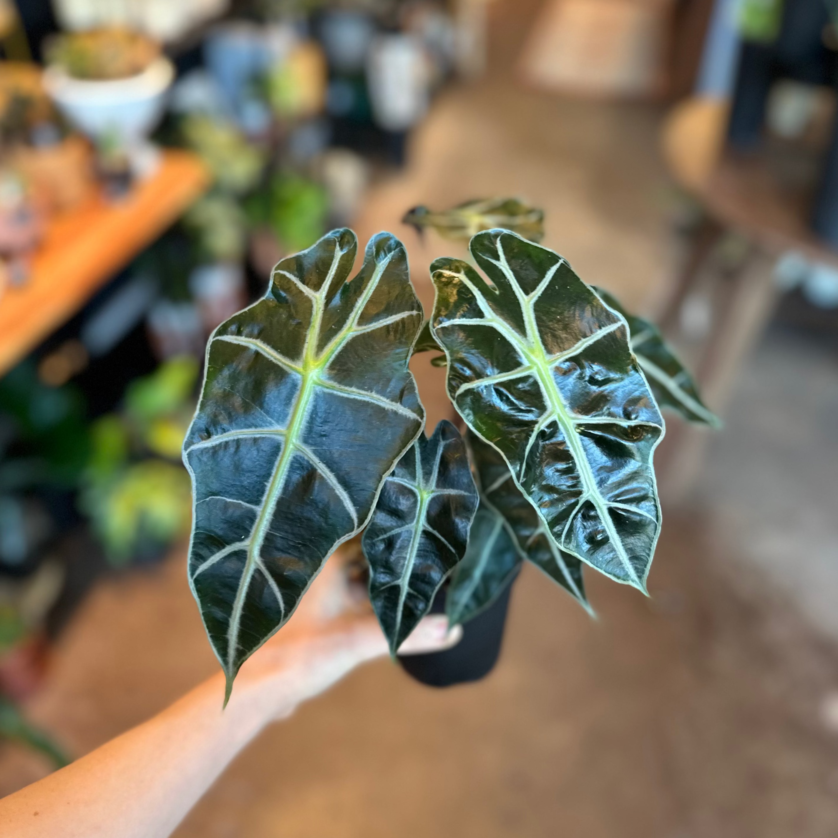 4" Alocasia Amazonica 'Polly' | Alocasia 'African Mask'