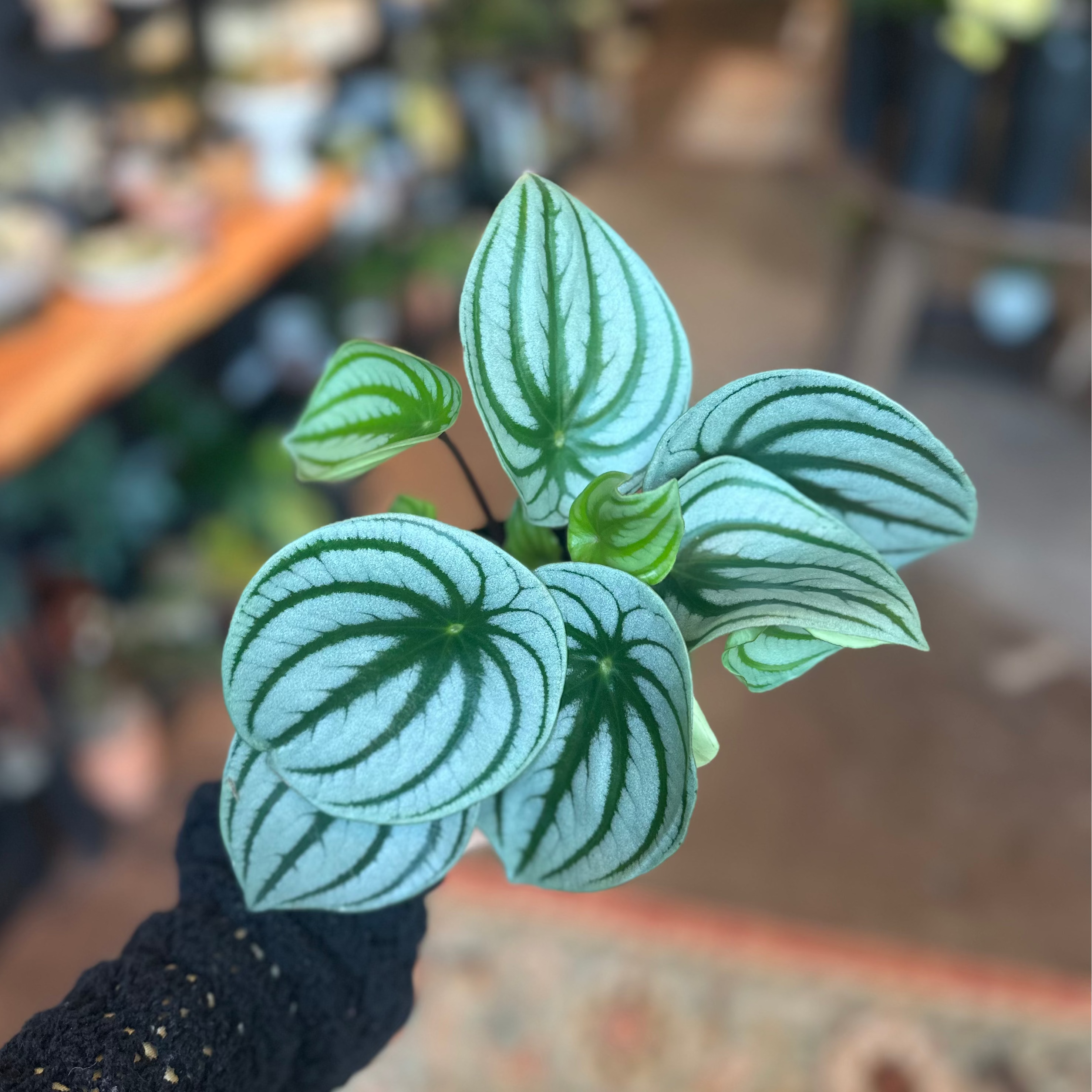 4" Peperomia Argyreia 'Watermelon' | 'Watermelon Peperomia'