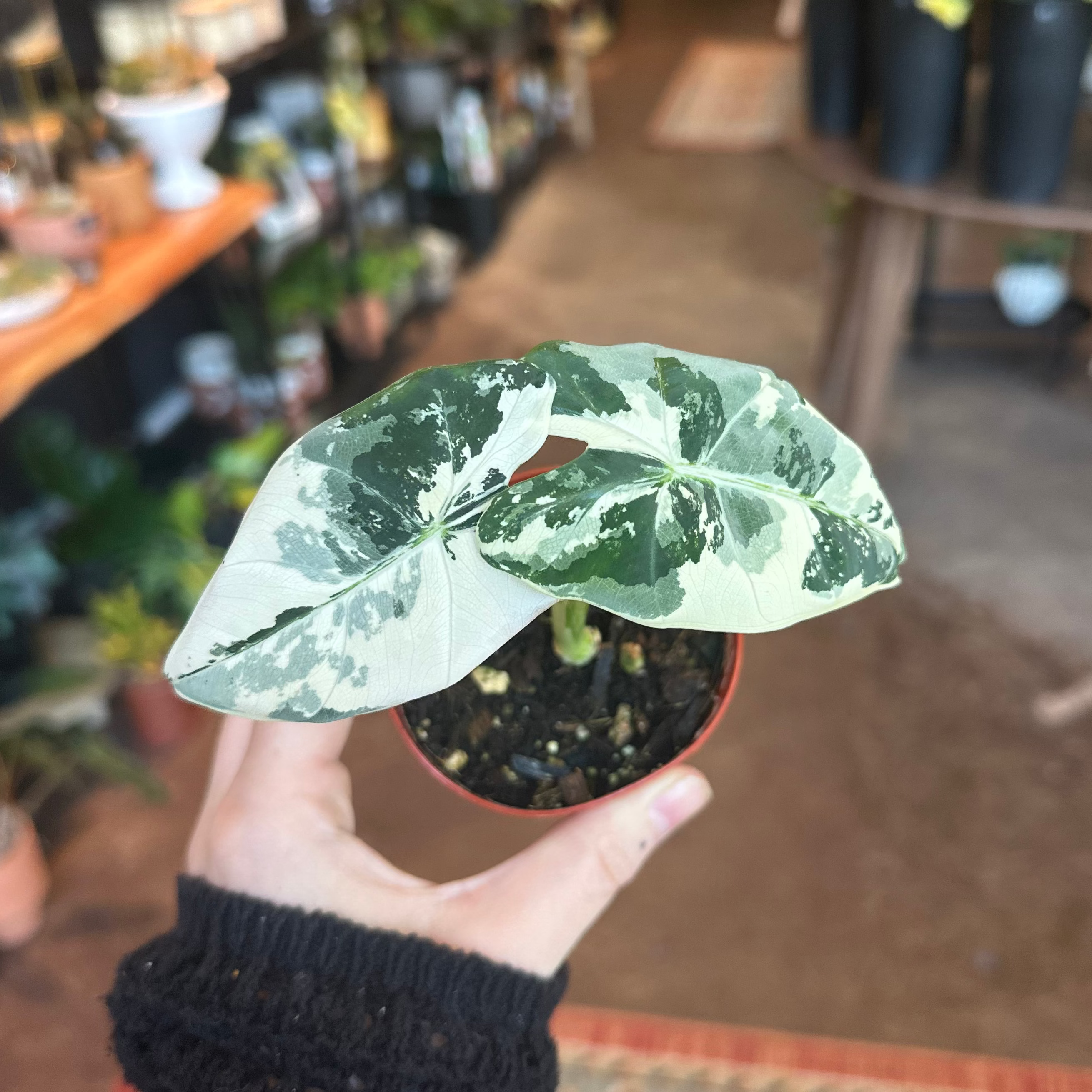 3" Alocasia 'Frydek' Variegated Albo