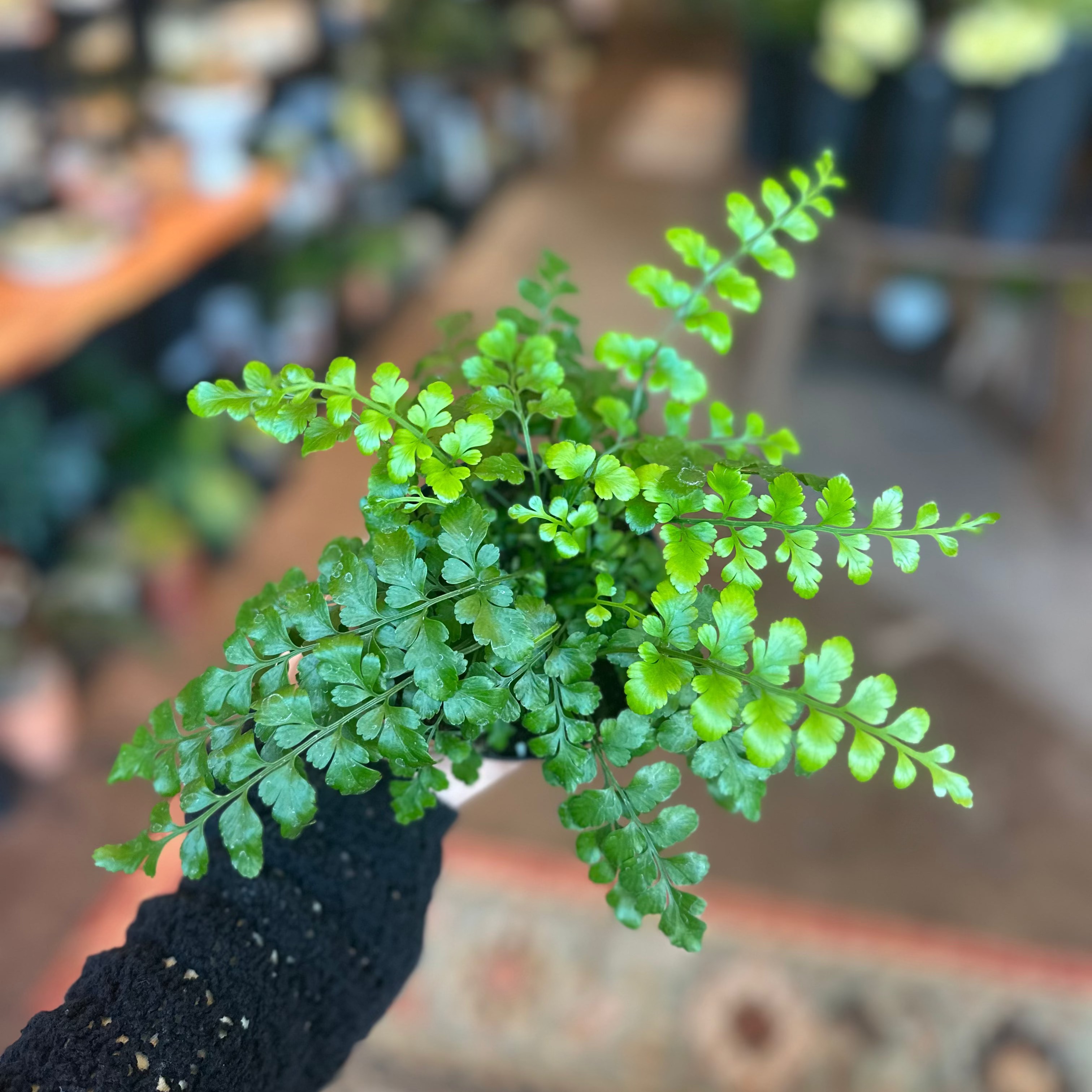4" Fern 'Austral Gem'