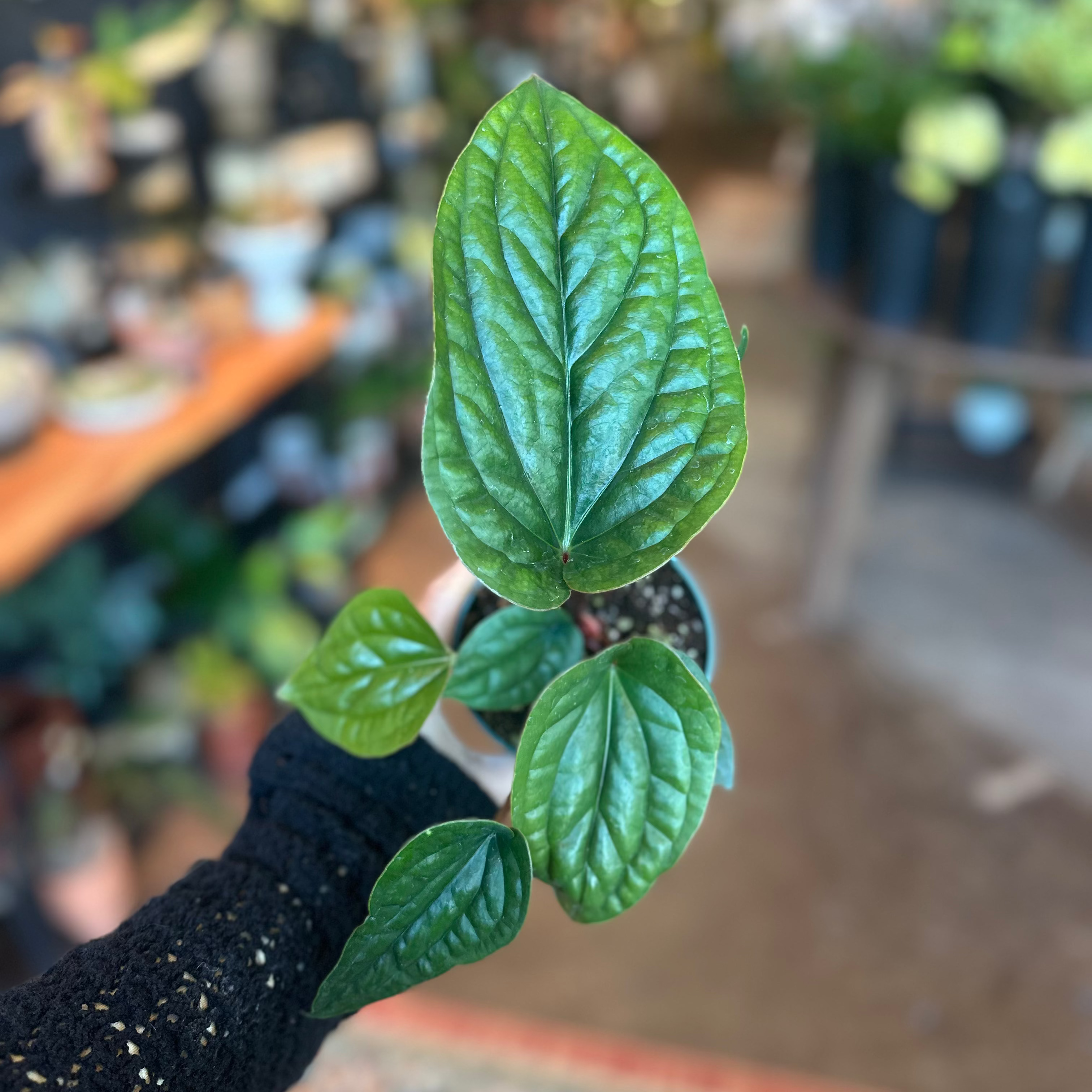 4" Anthurium Radicans x Luxurians 'Quilted Hearts'