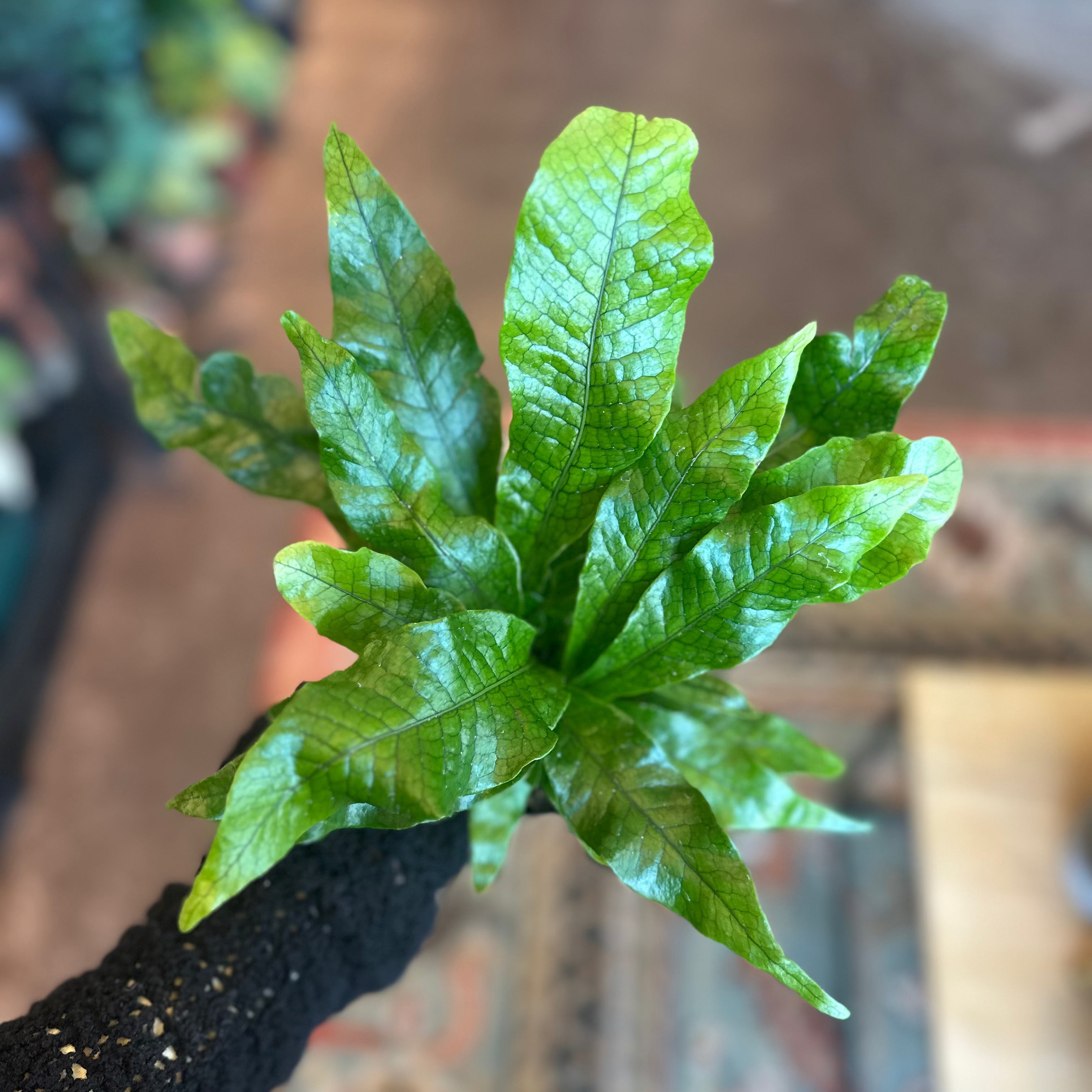 4" Microsorum Musifolium Crocodylus | 'Crocodile Fern'