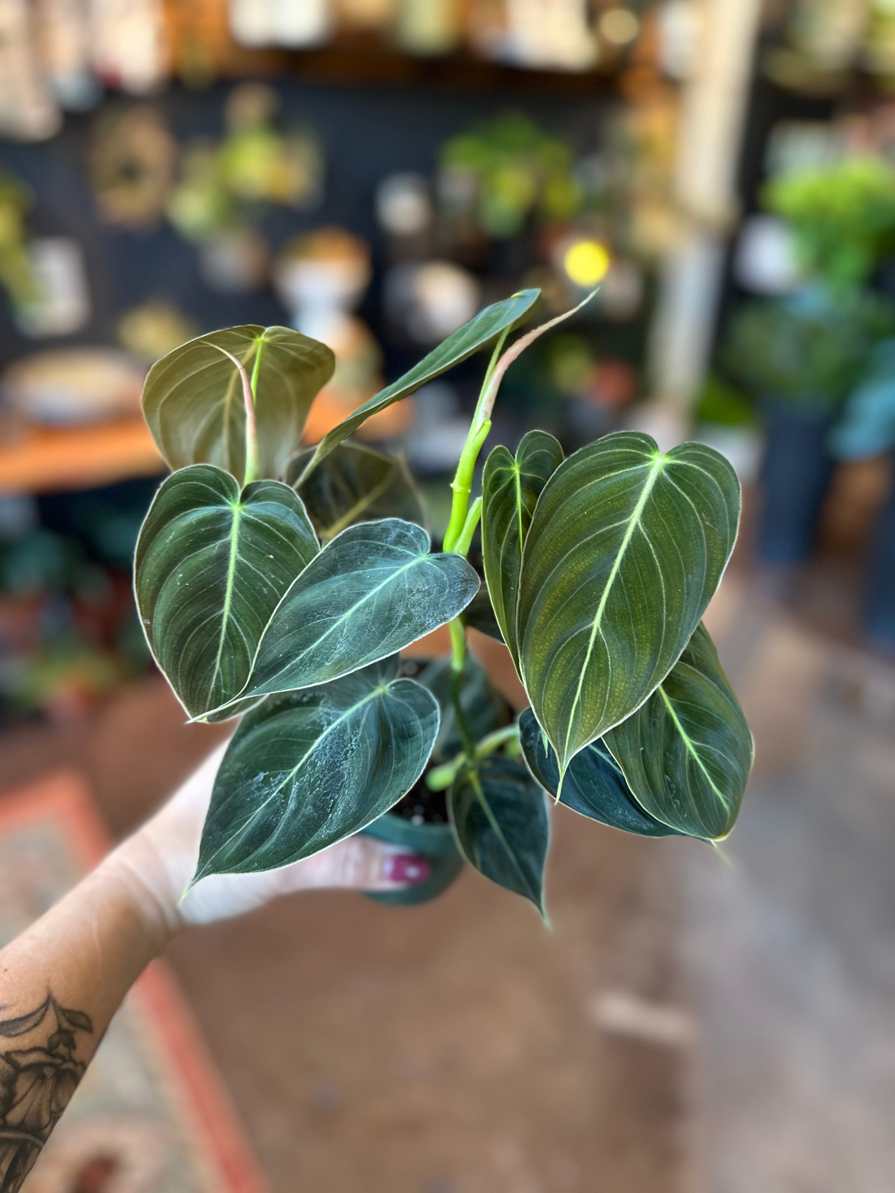 4" Philodendron Melanochrysum