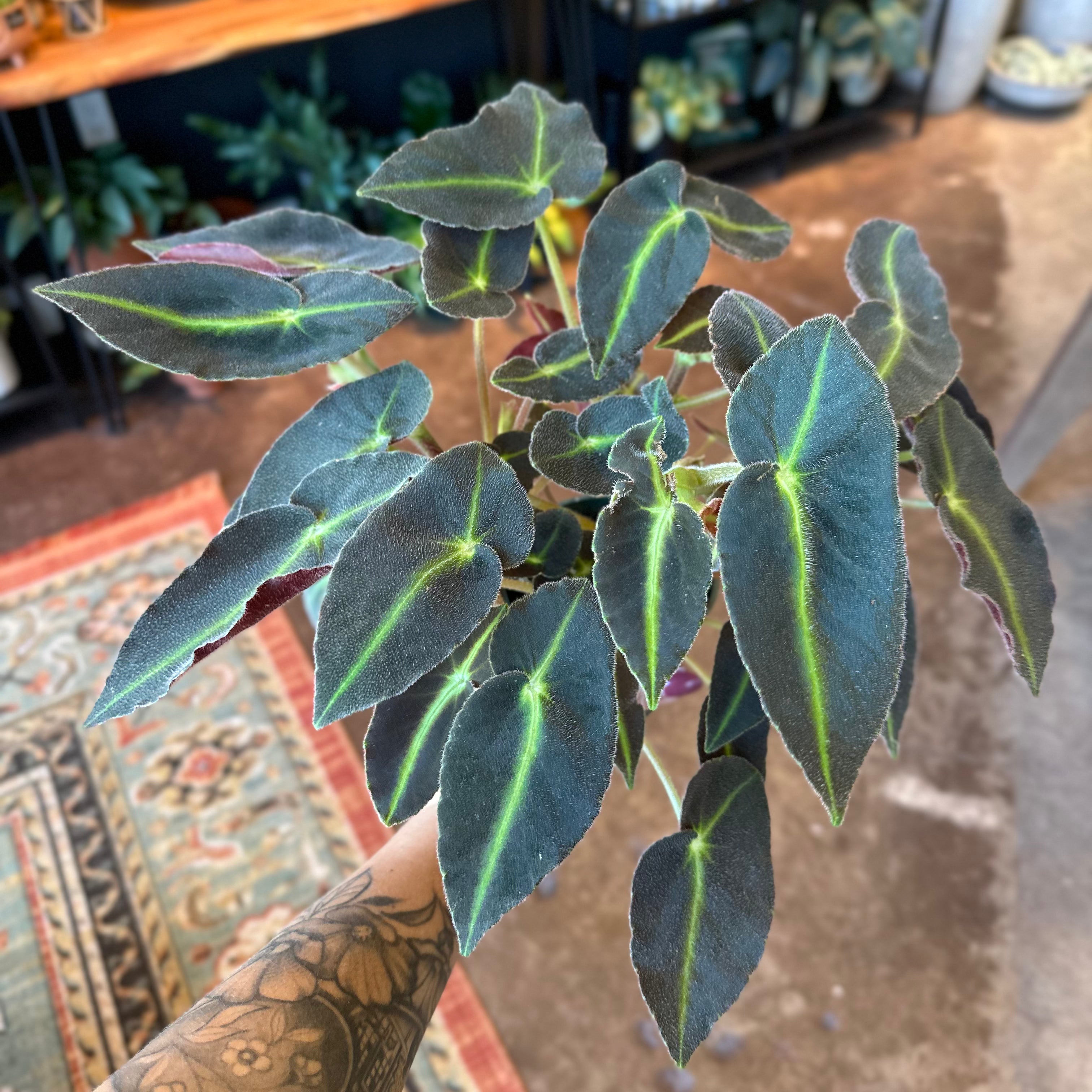 4" Begonia Listada