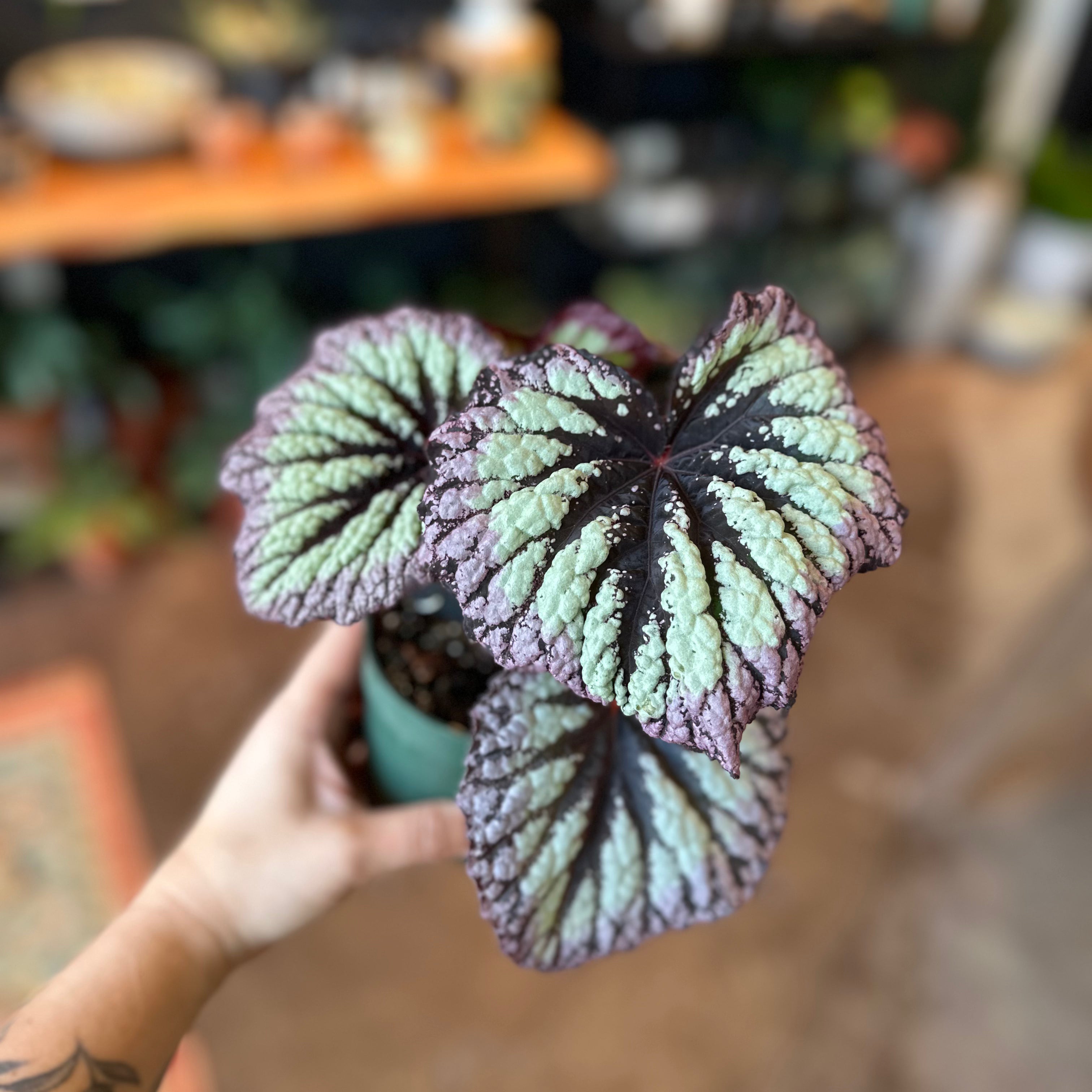 4" Begonia Rex "Fireworks"