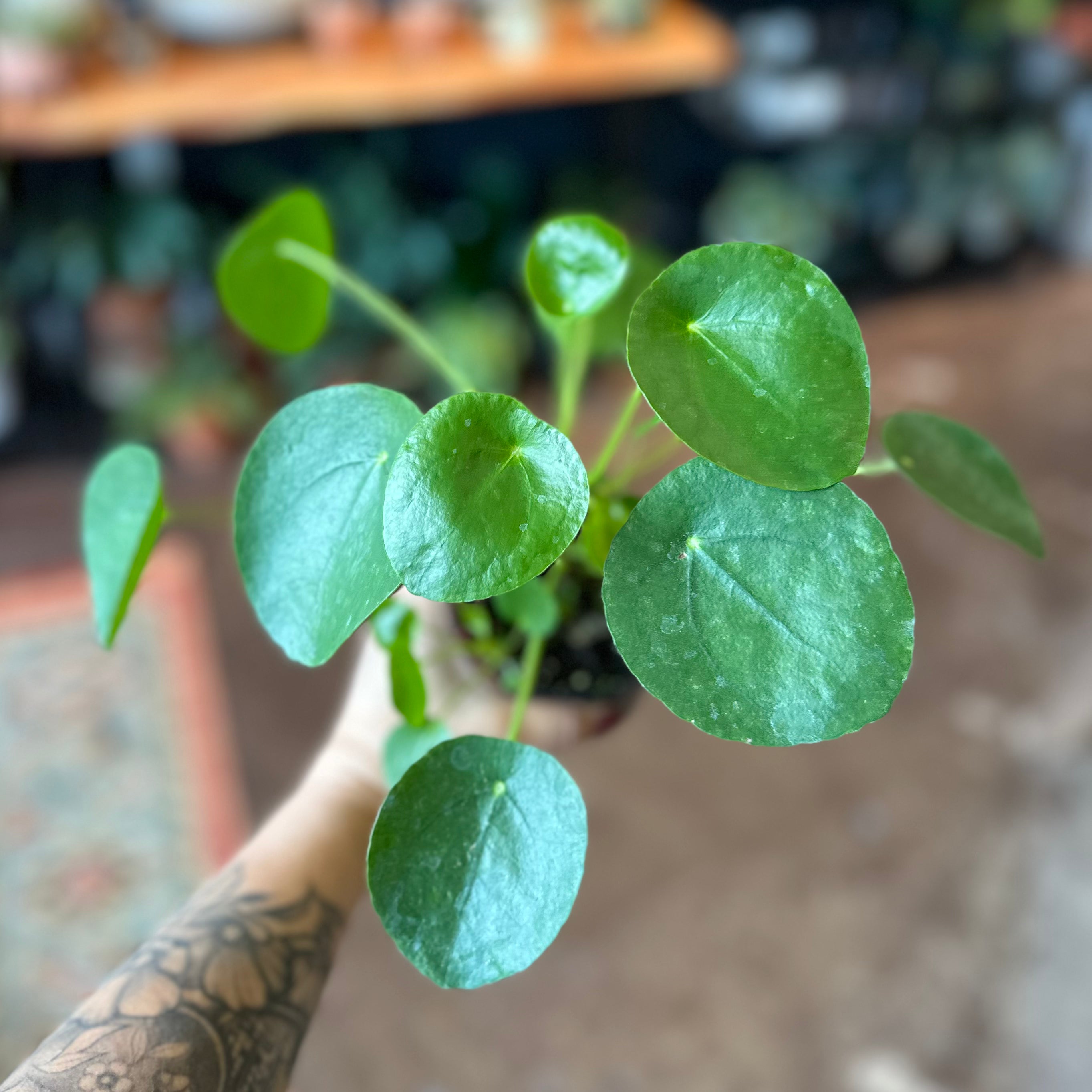 4" Pilea Peperomioides 'Chinese Money Plant'
