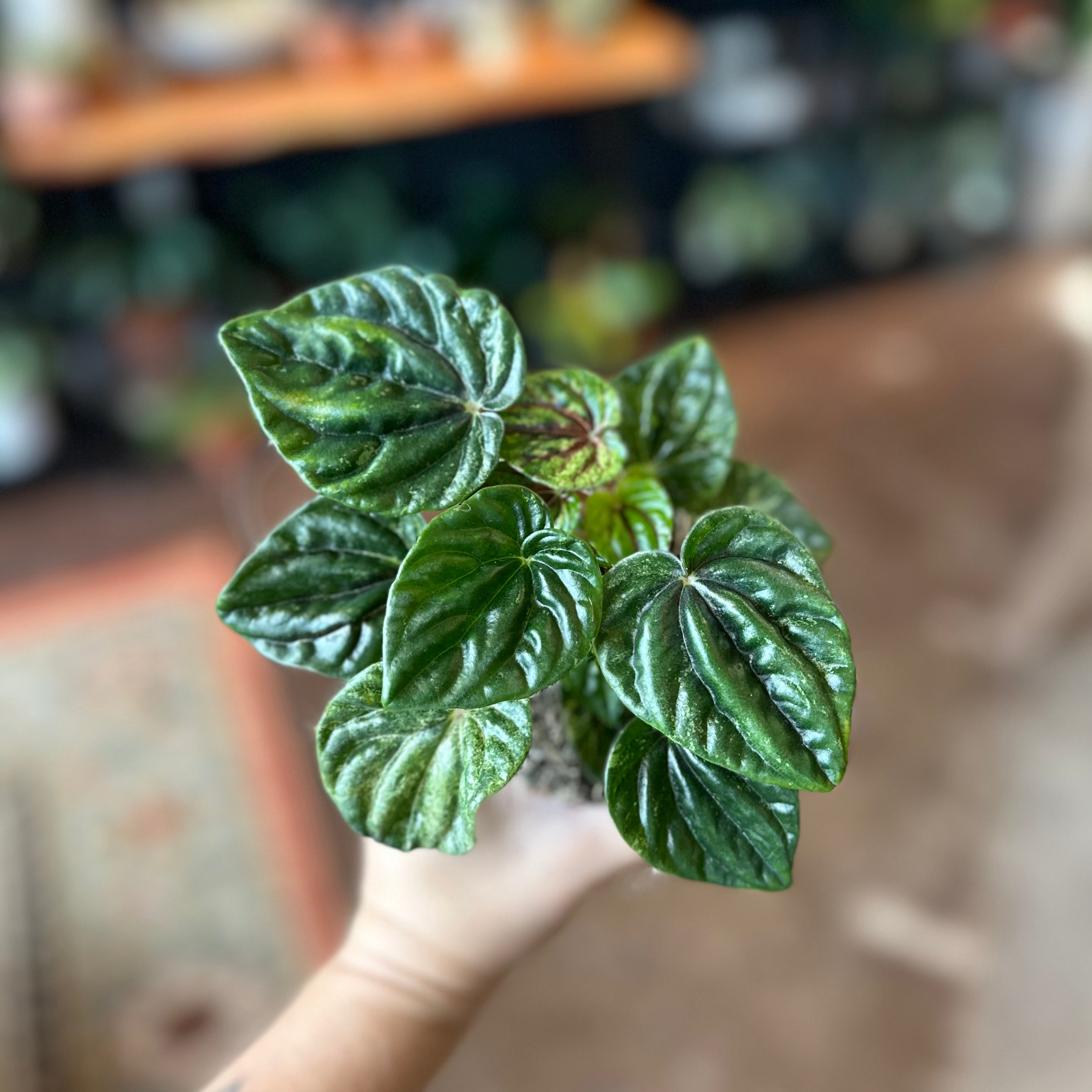 4" Peperomia Caperata 'Buenos Aires'