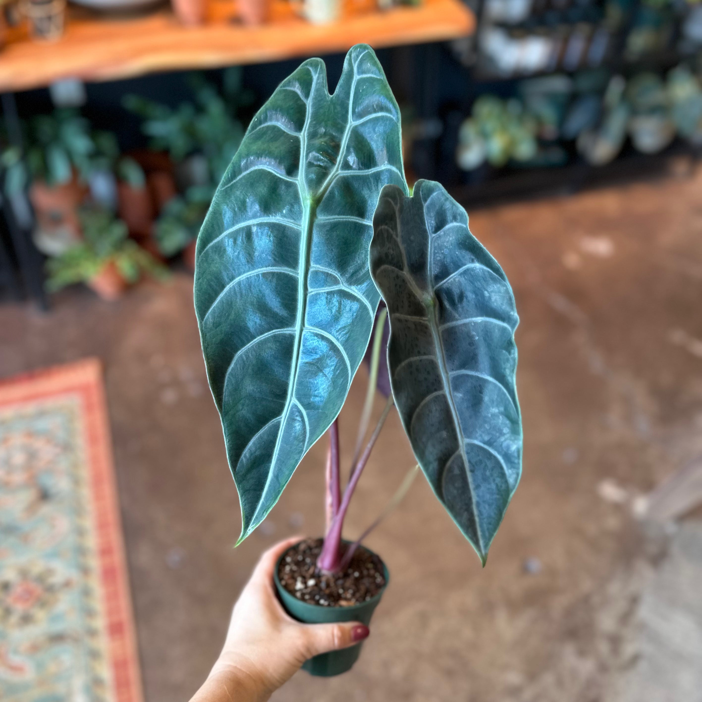 4" Alocasia Watsoniana