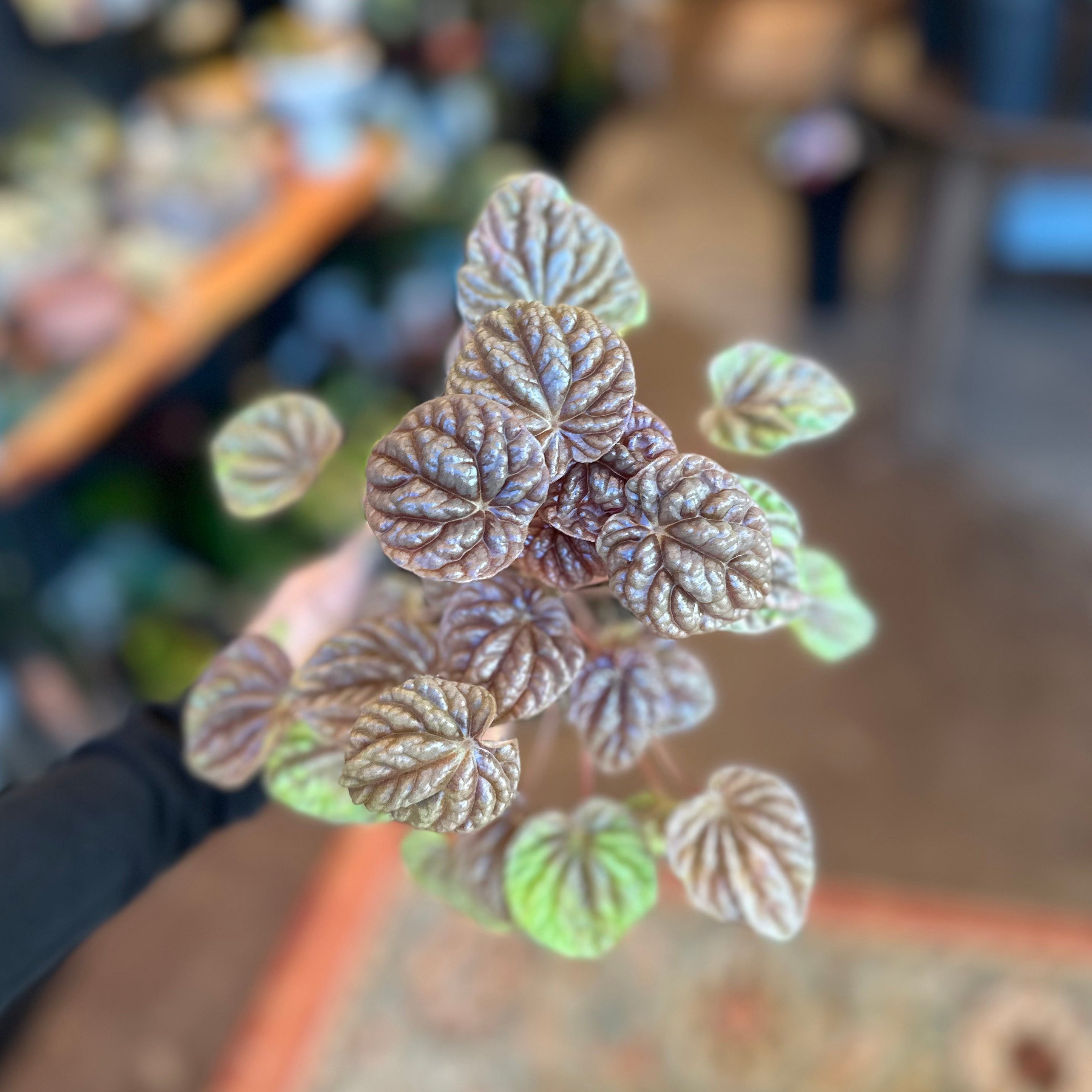4" Peperomia 'Quito'