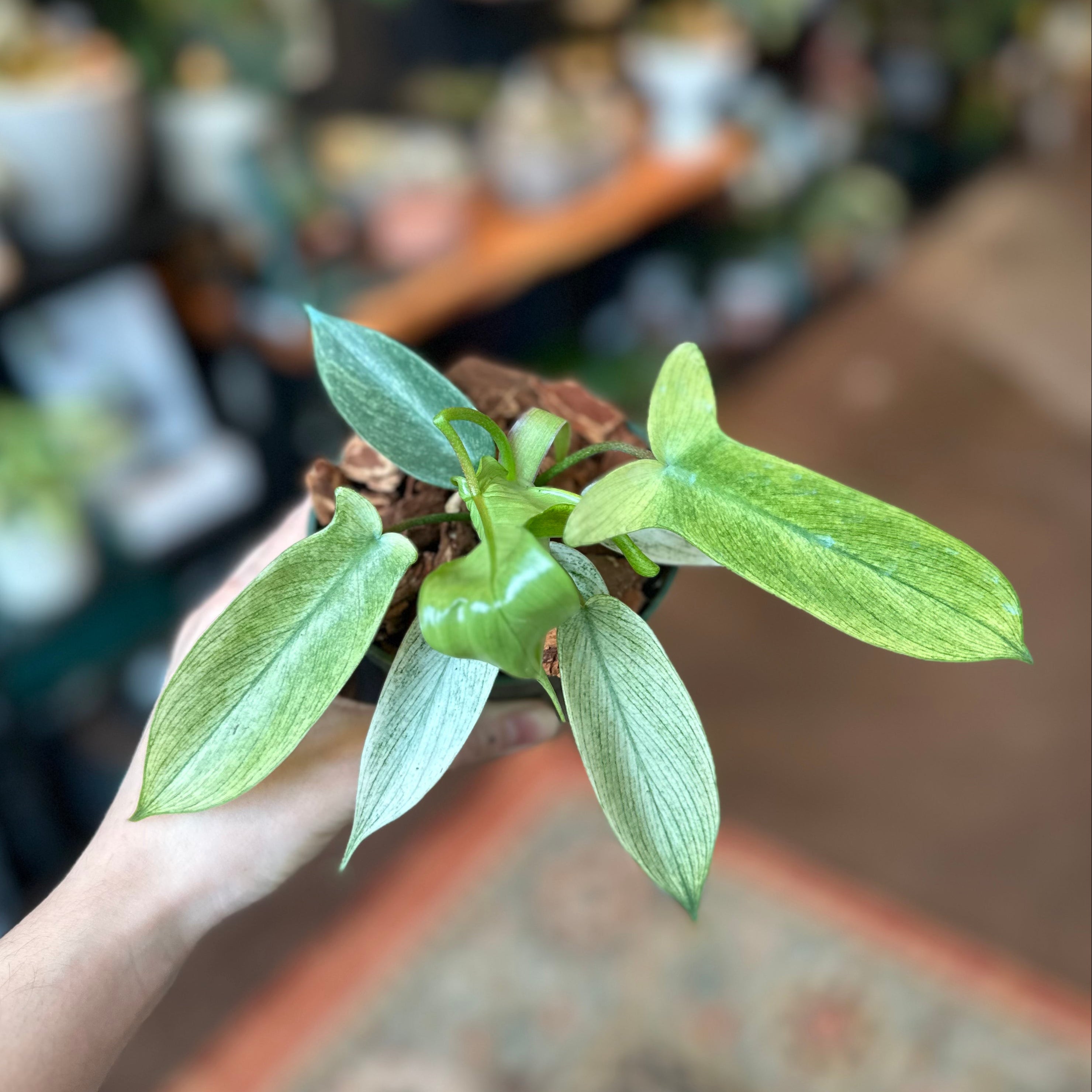 4" Philodendron 'Florida Ghost' *Rare*