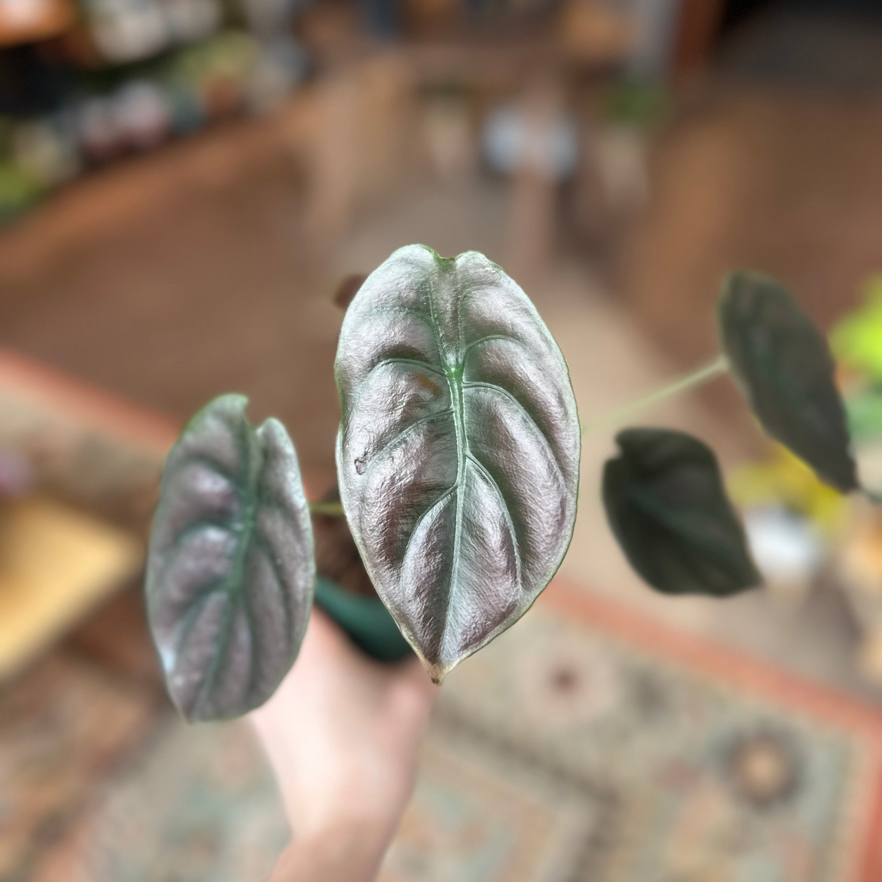 4" Alocasia Cuprea 'Red Secret'