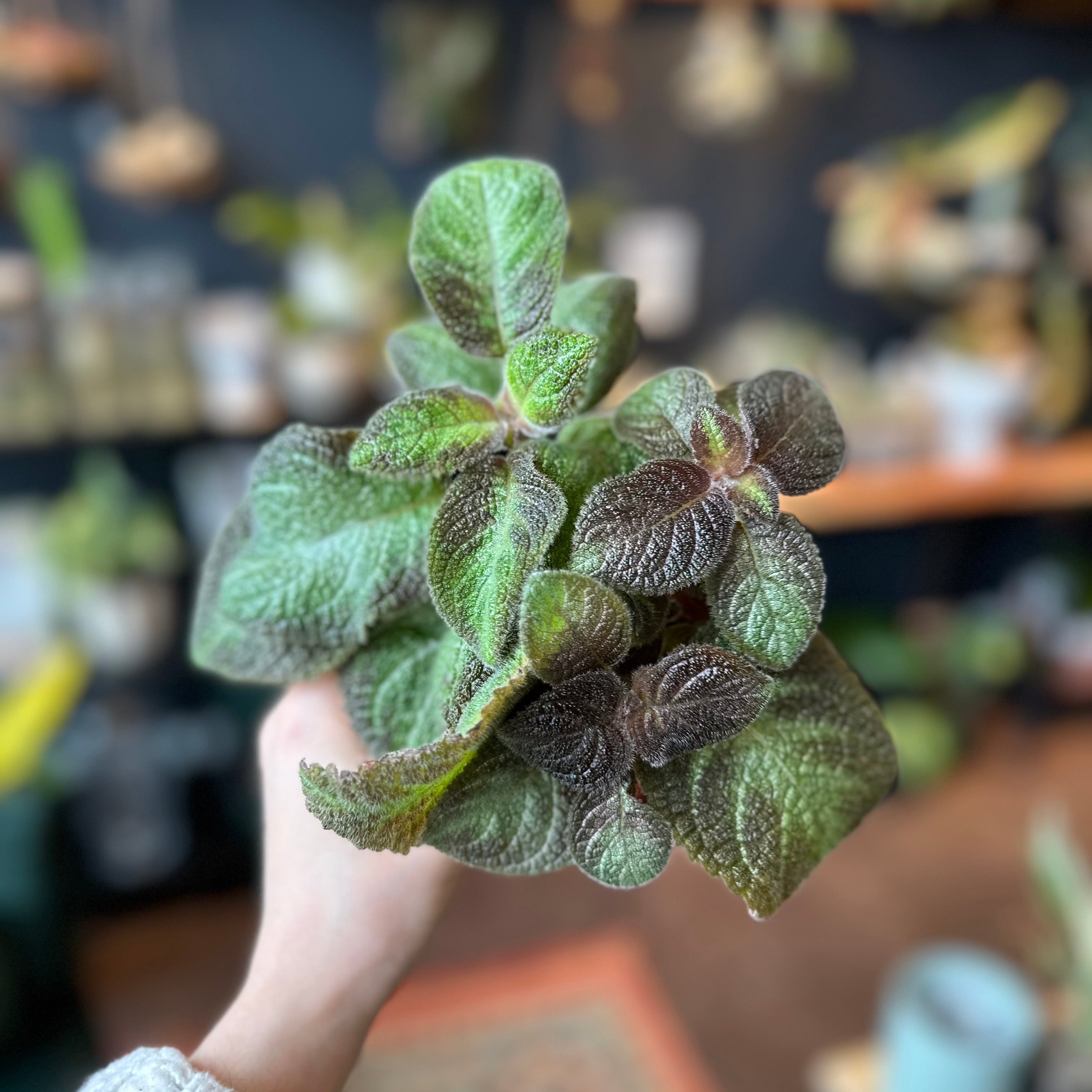 Episcia 'Pink Panther'